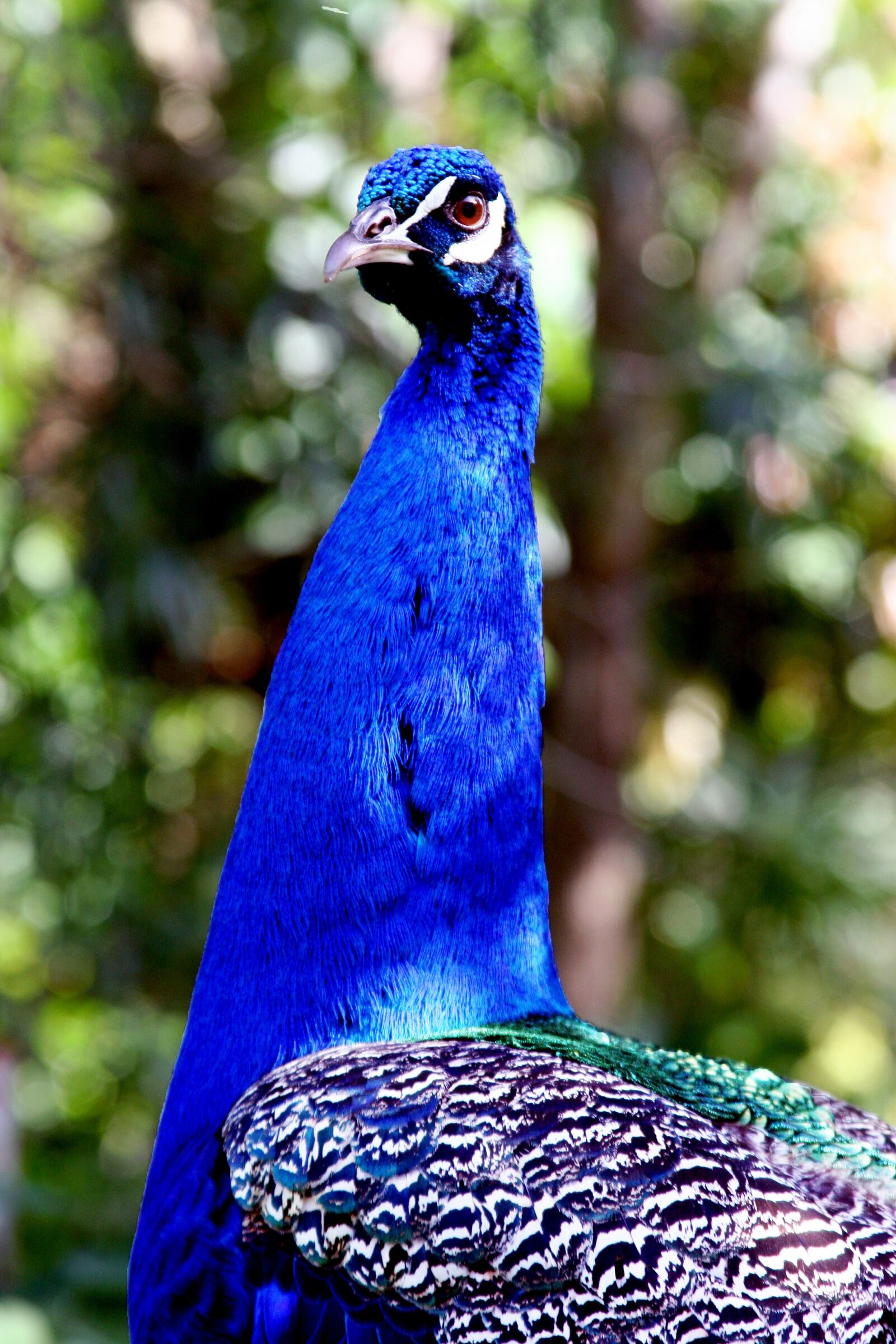 Canon EOS 20D sample photo. Peacock, bird, hawaii photography