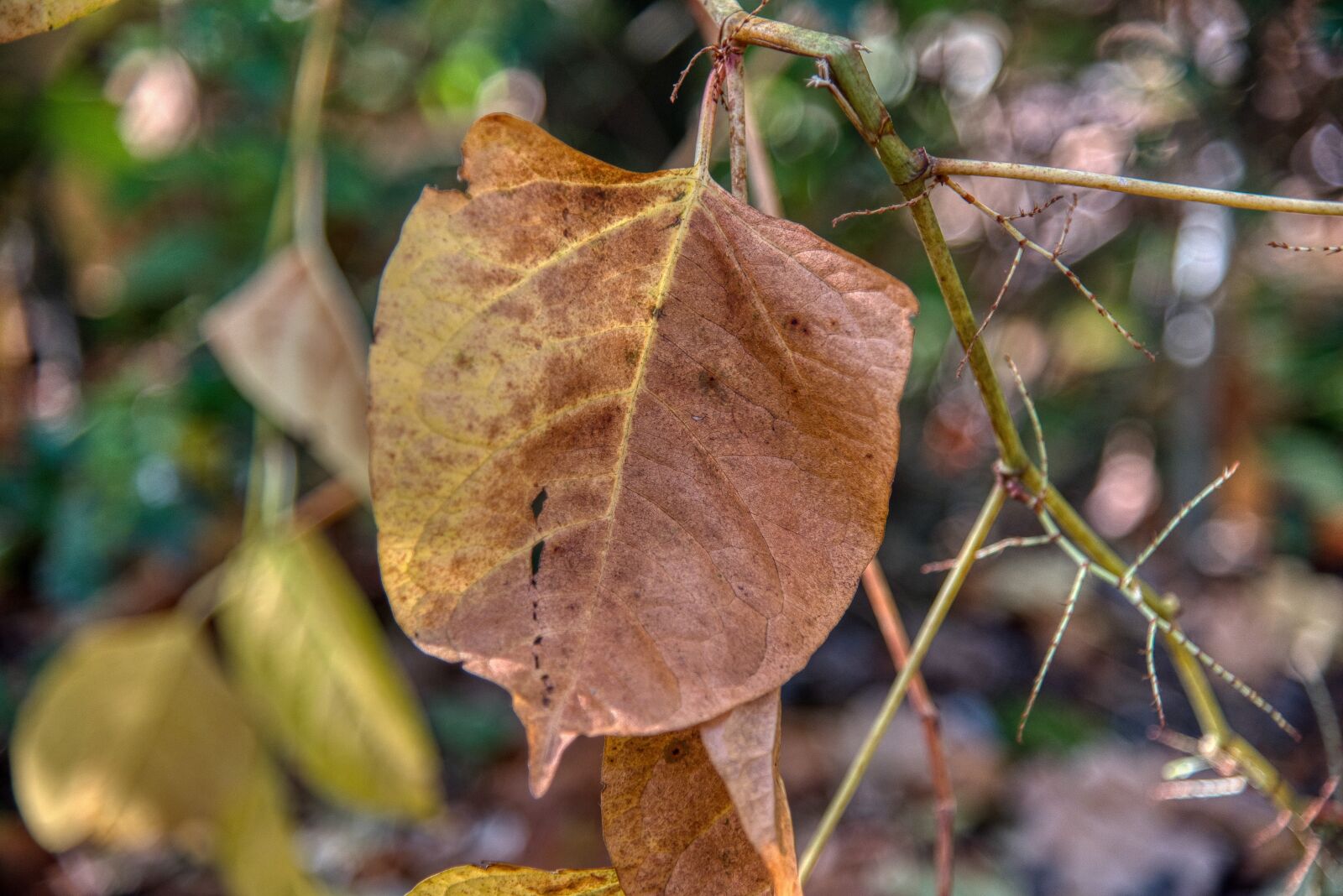 Nikon D750 sample photo. Autumn, leaf, discolored photography