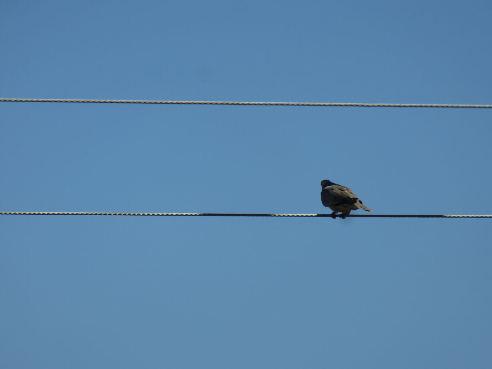Canon PowerShot SX700 HS sample photo. A loner dove photography