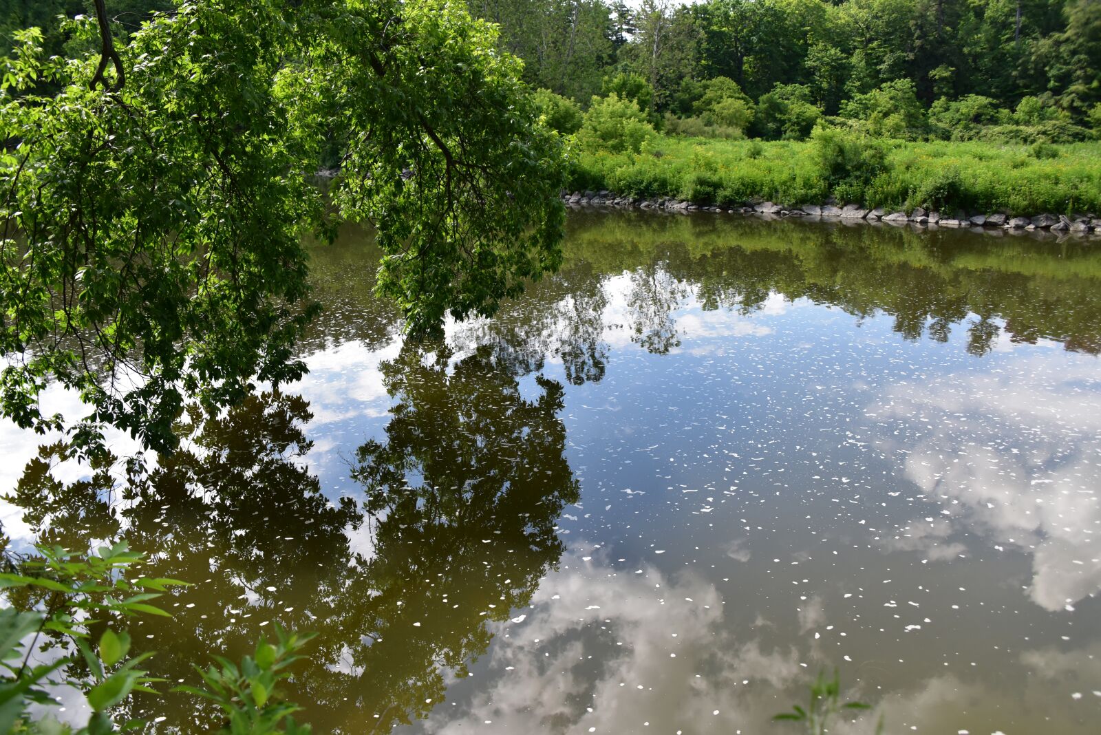 Nikon D810 sample photo. Reflection, green, the water photography