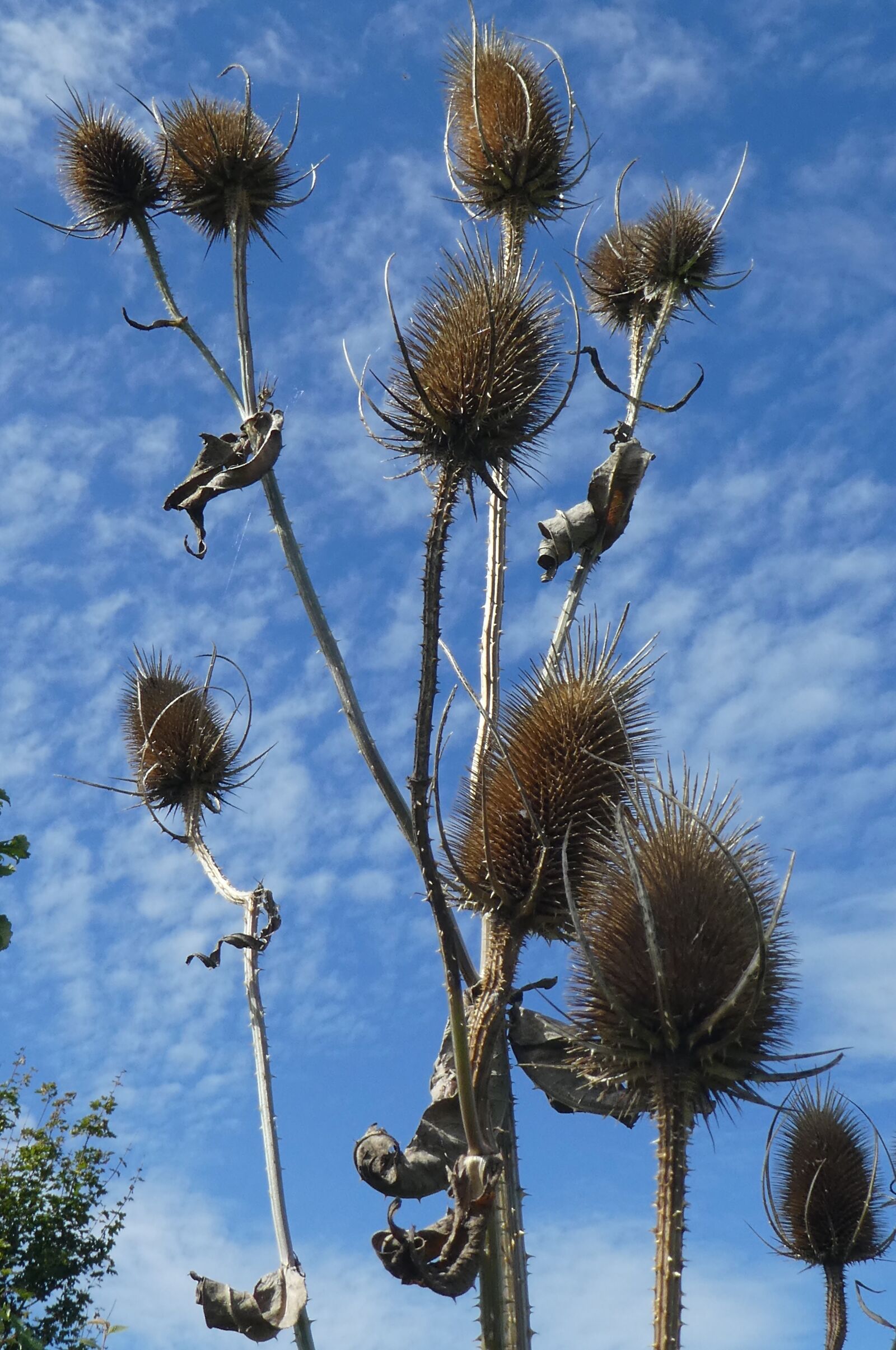 Panasonic Lumix DMC-ZS60 (Lumix DMC-TZ80) sample photo. Thistle, plant, nature photography