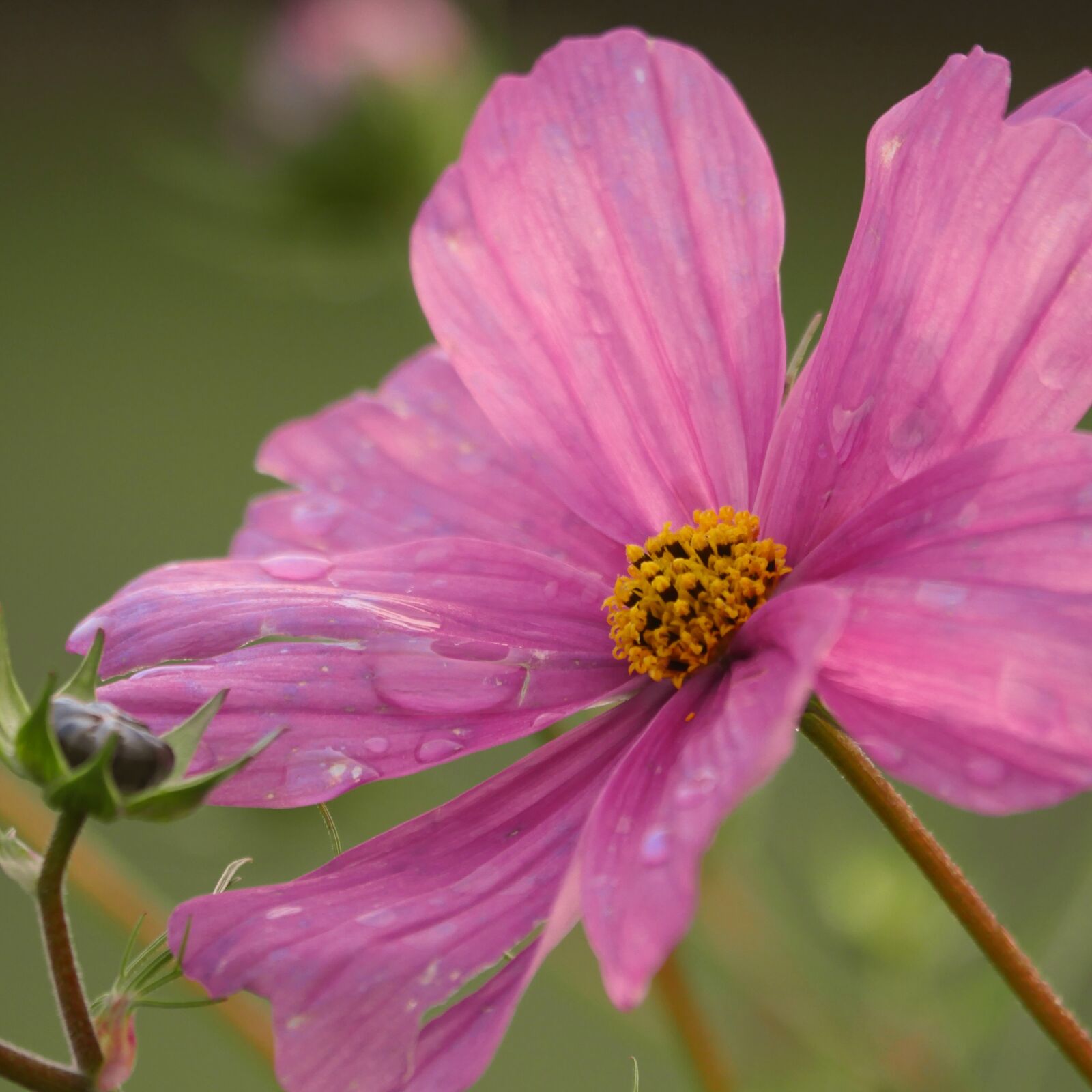 Panasonic Lumix DMC-GX8 sample photo. Cosmos, pink, close up photography
