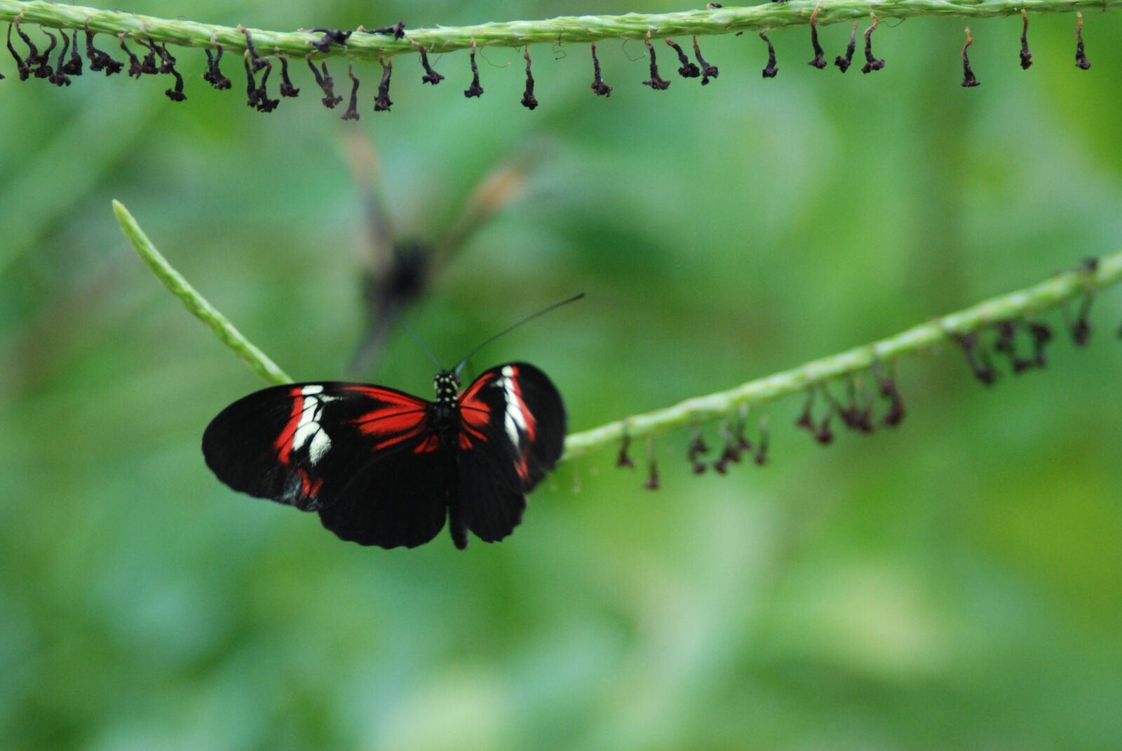 Nikon D80 sample photo. Butterfly, red, nature photography