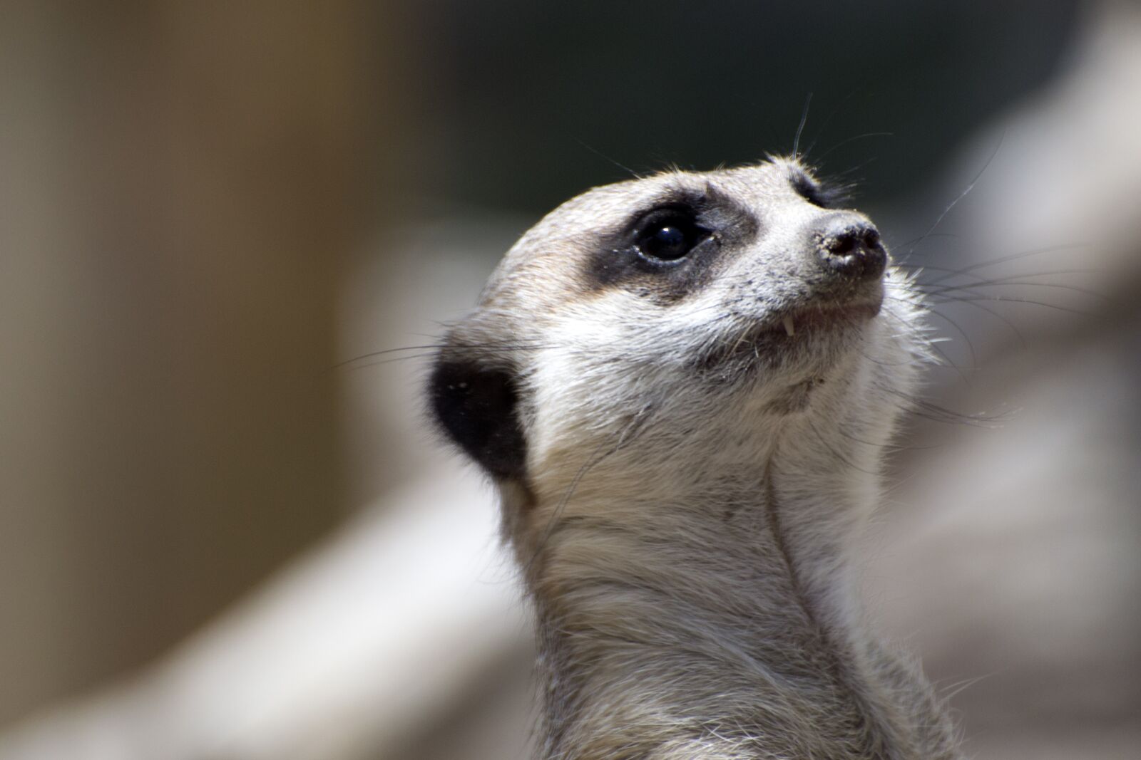 Nikon D3100 sample photo. Animal, meerkat, mammal photography