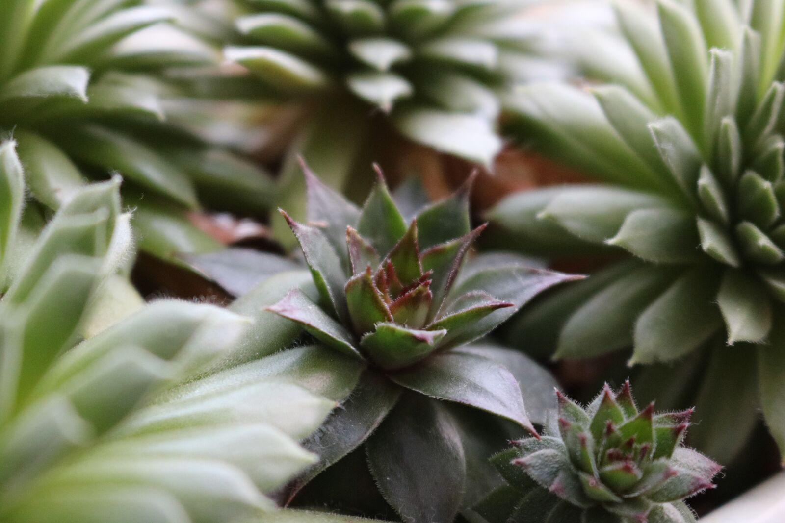 Canon EOS 750D (EOS Rebel T6i / EOS Kiss X8i) sample photo. Plant, succulent, stone garden photography