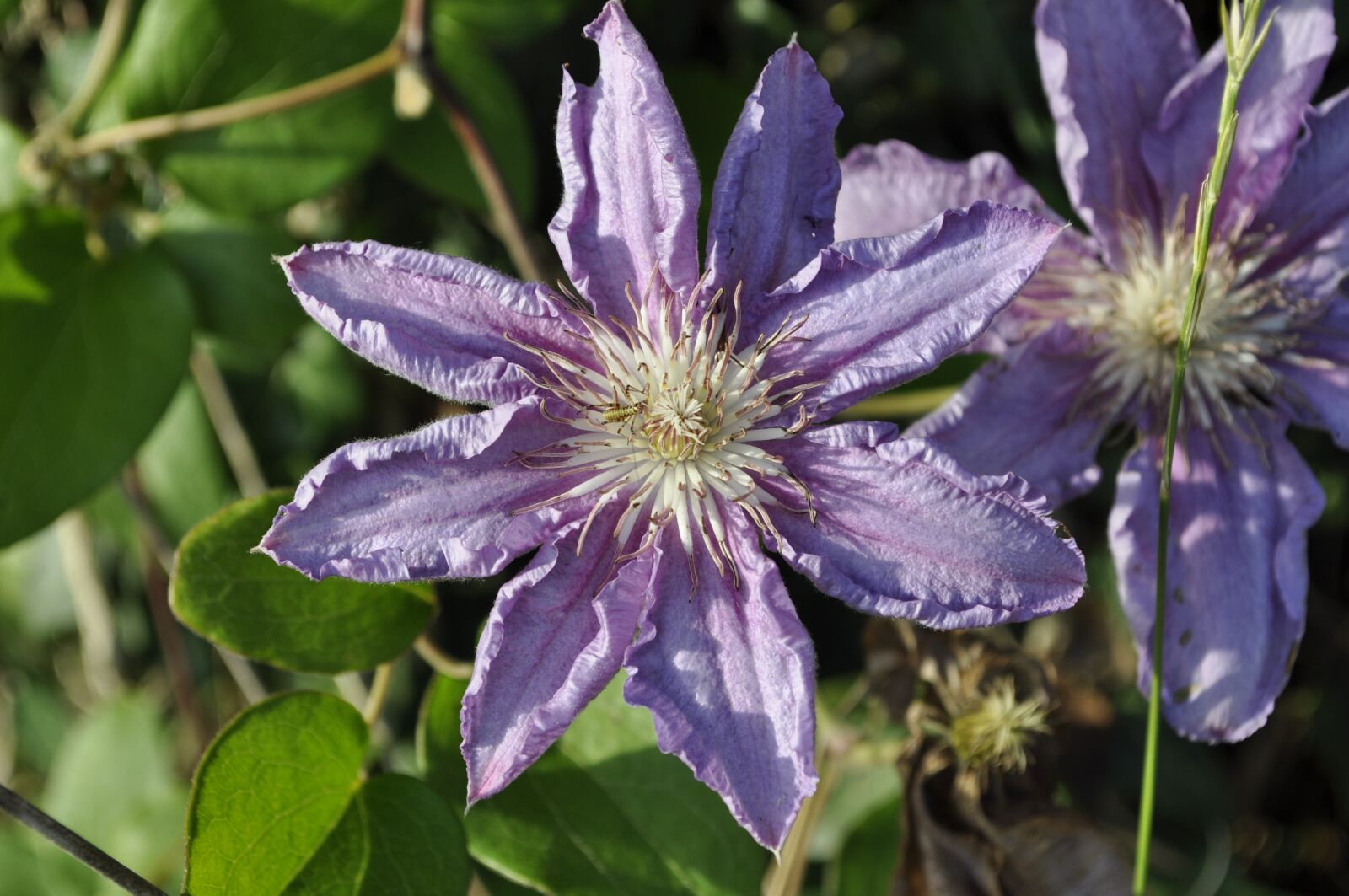 Nikon D5000 sample photo. Flower, blossom, bloom photography