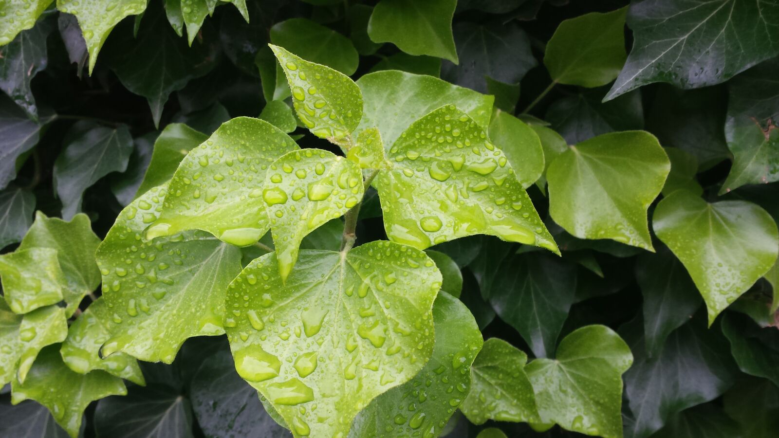 Samsung Galaxy S4 sample photo. Leaves, drop of water photography