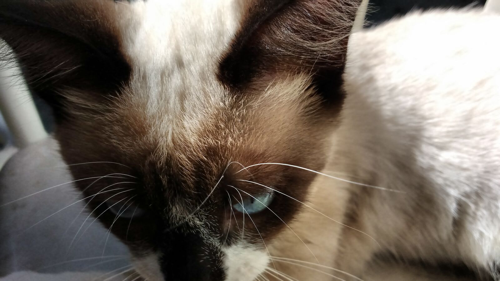 Motorola MotoG3 sample photo. Cats photography