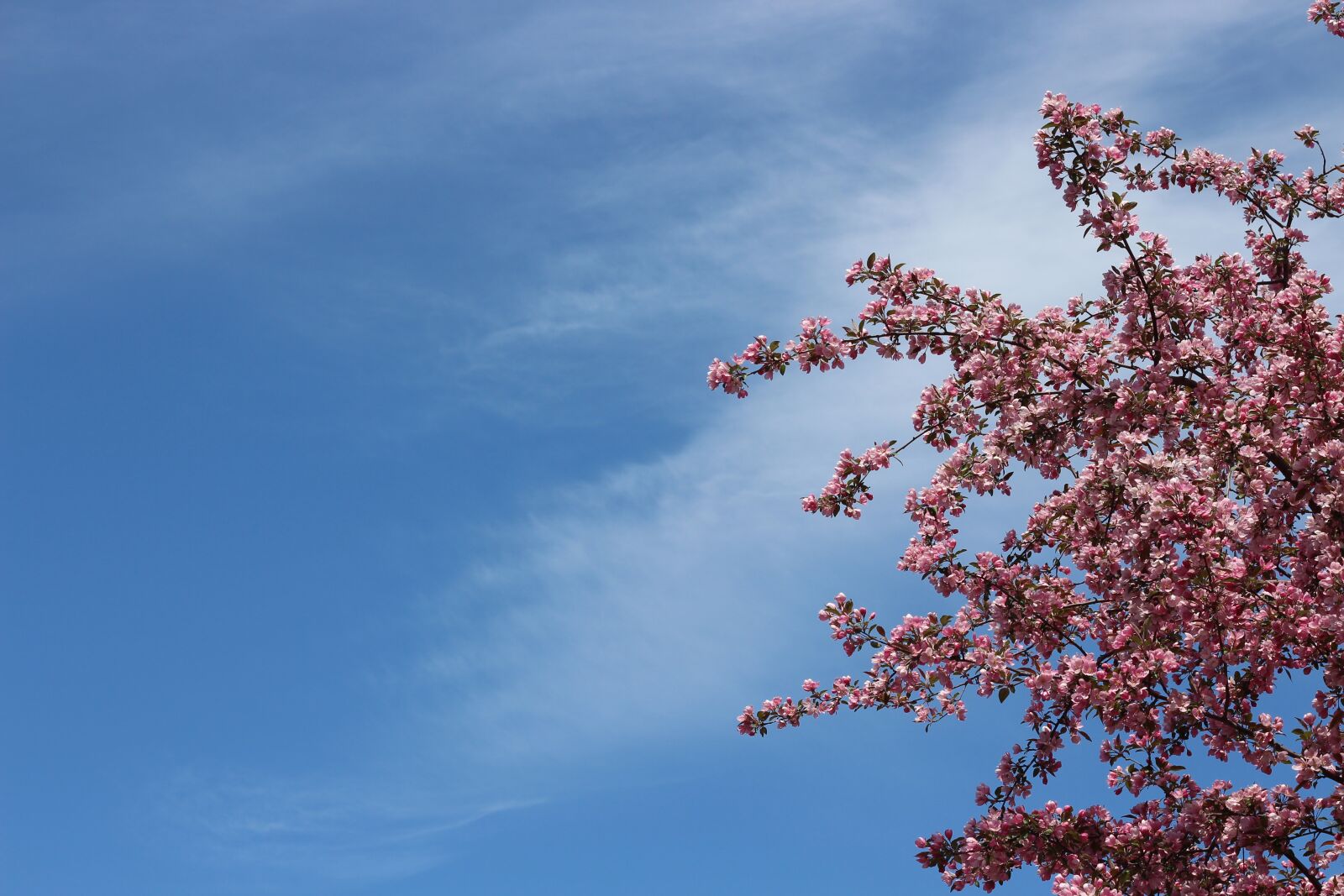 Canon EOS 700D (EOS Rebel T5i / EOS Kiss X7i) sample photo. Crab apple, spring sky photography