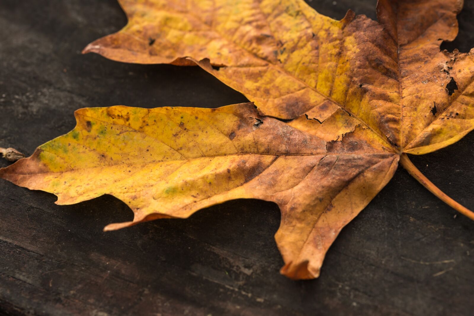 Nikon D610 sample photo. Leaf, dry, orange photography