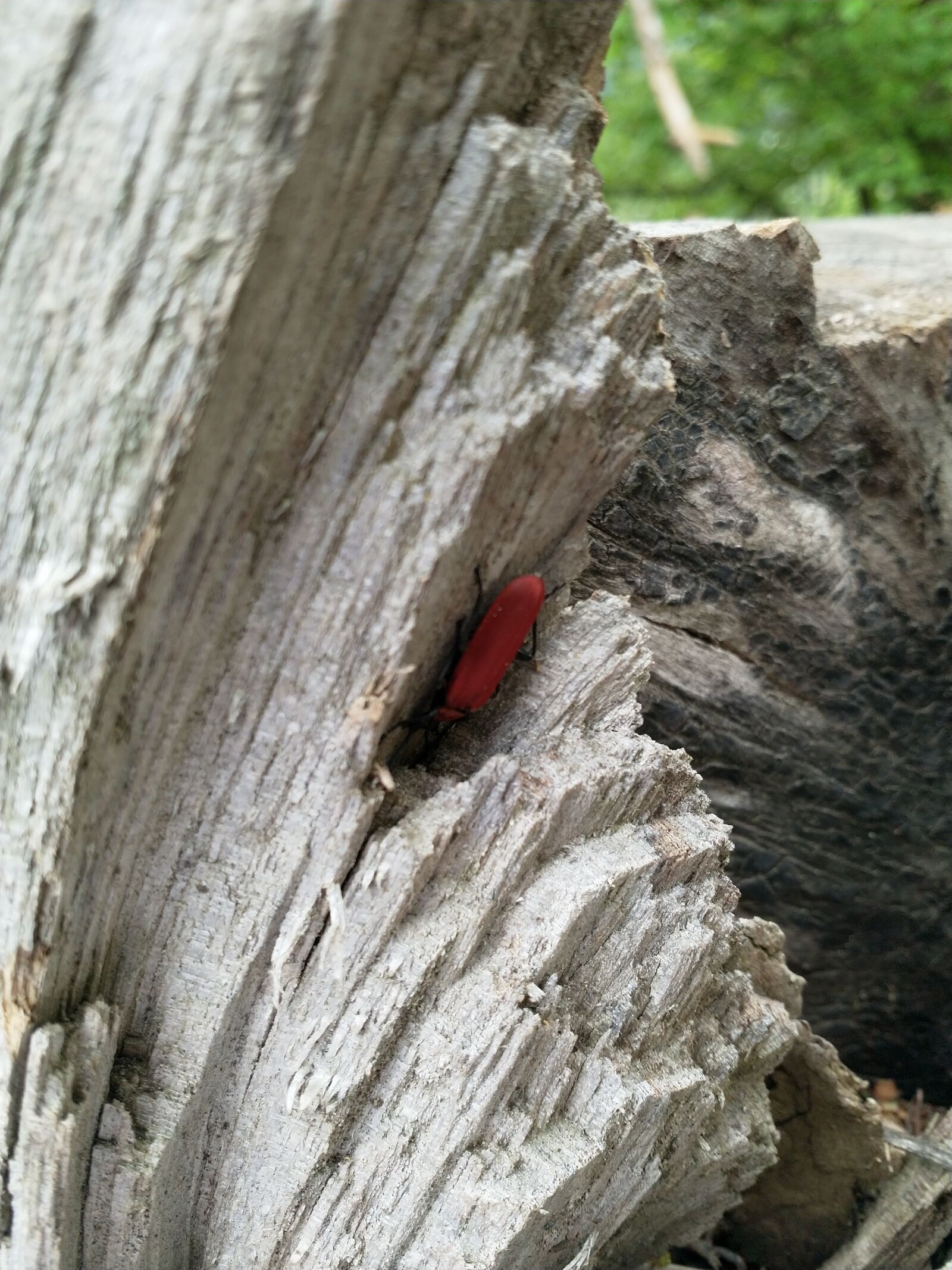 HMD Global Nokia 8 sample photo. Tree, beetle, nature photography