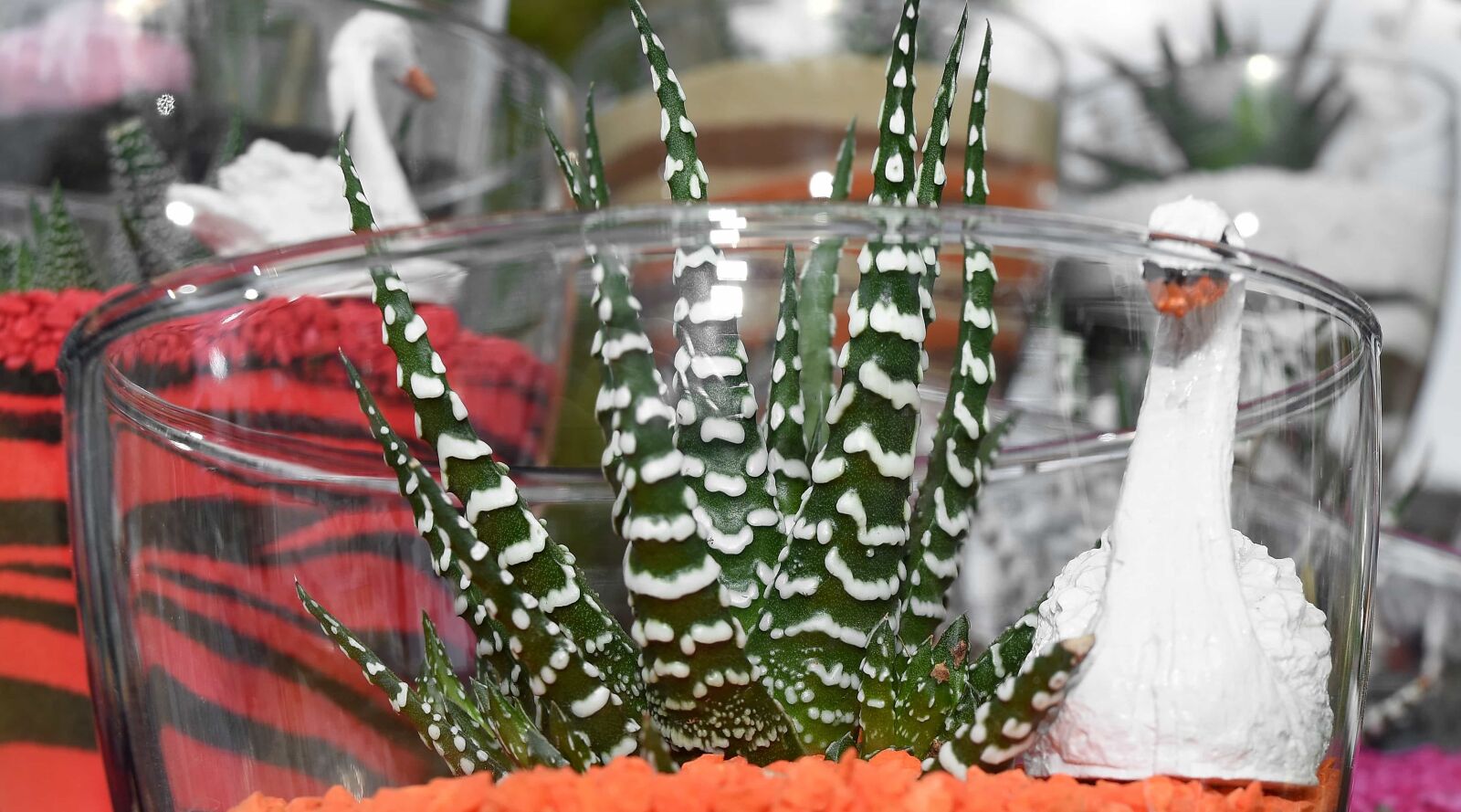 Nikon D5500 sample photo. Bowl, cactus, decoration, flowerpot photography