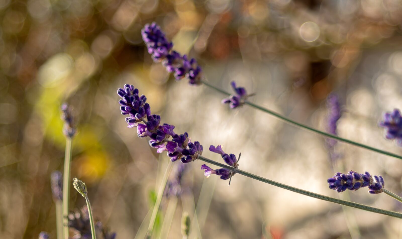smc PENTAX-FA 28-80mm F3.5-5.6 sample photo. Lavender, close up, garden photography