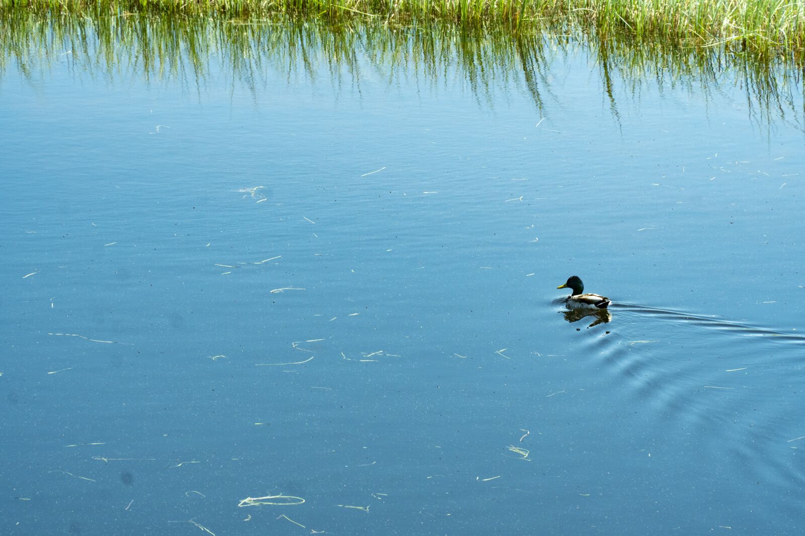 Sony a6300 sample photo. Duck, lake, bird photography