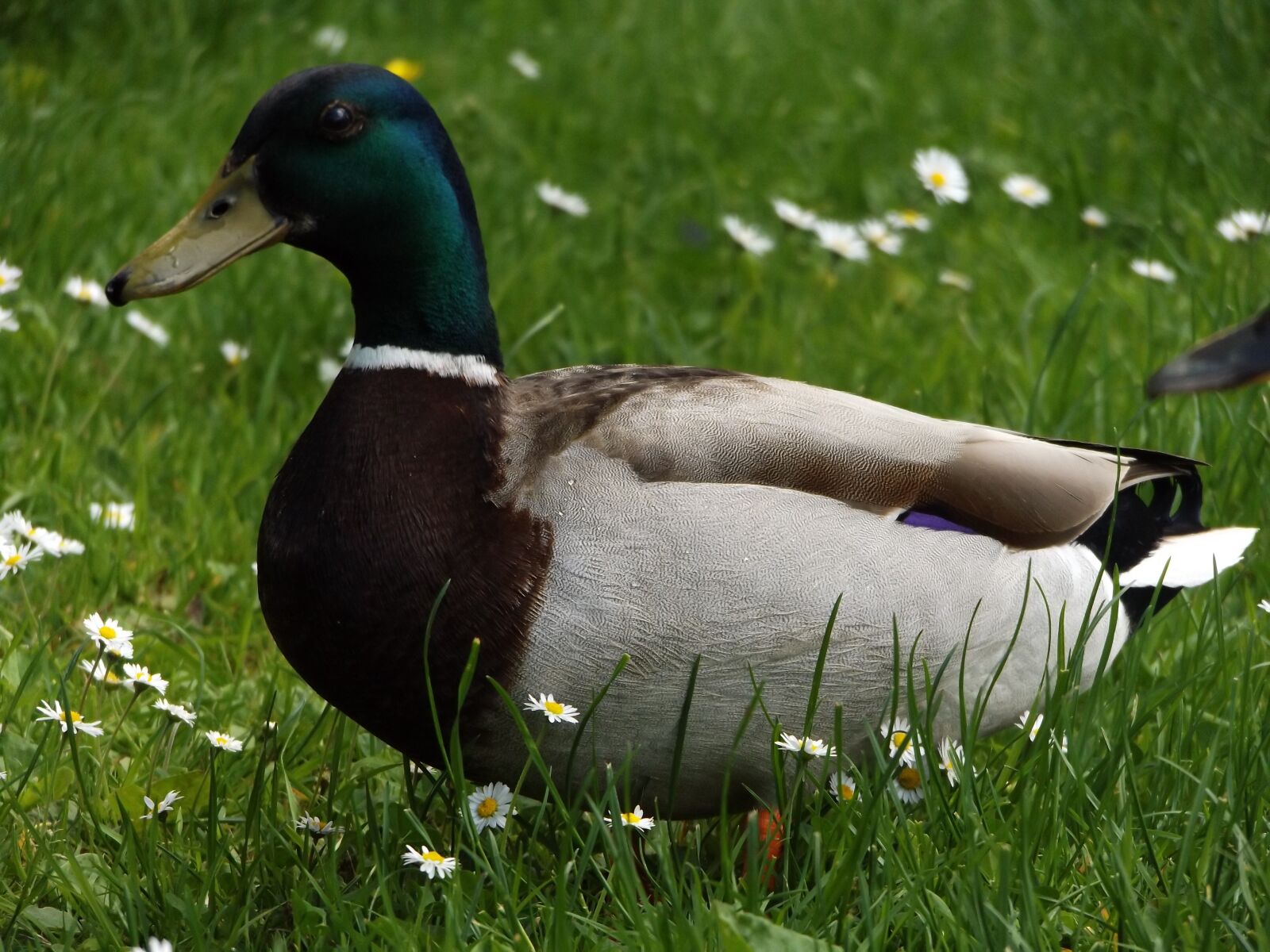 Fujifilm FinePix S8600 sample photo. Duck, grass, flower photography