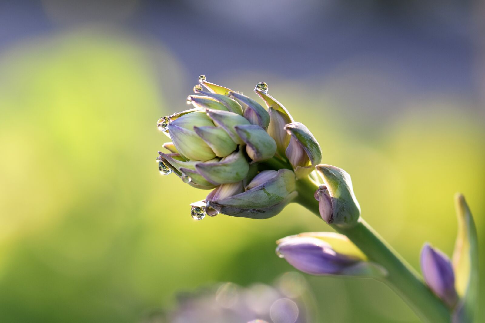 Nikon D5500 sample photo. Hostas, flower, plant photography