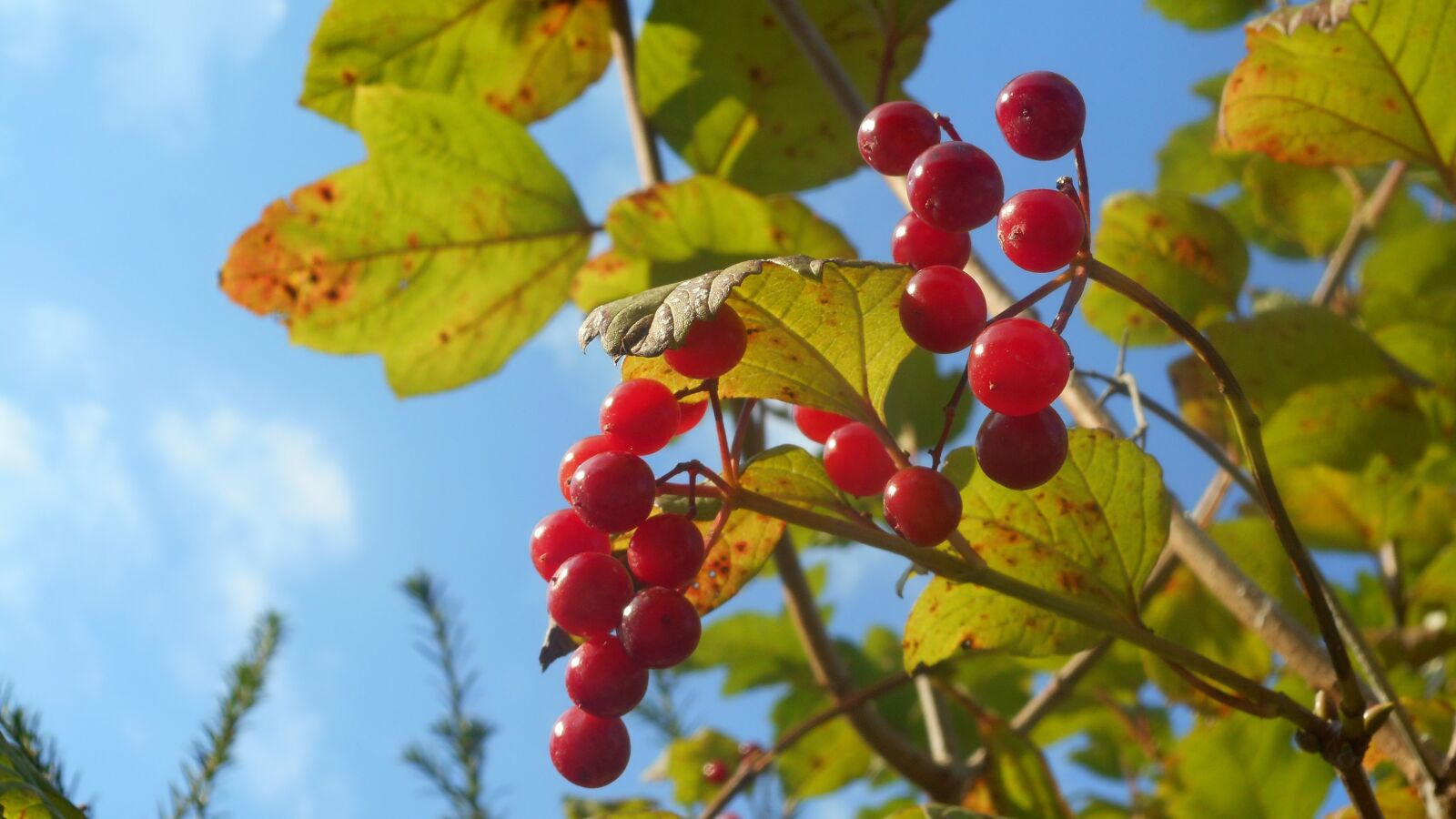 Nikon Coolpix S3600 sample photo. Berries, late summer, garden photography
