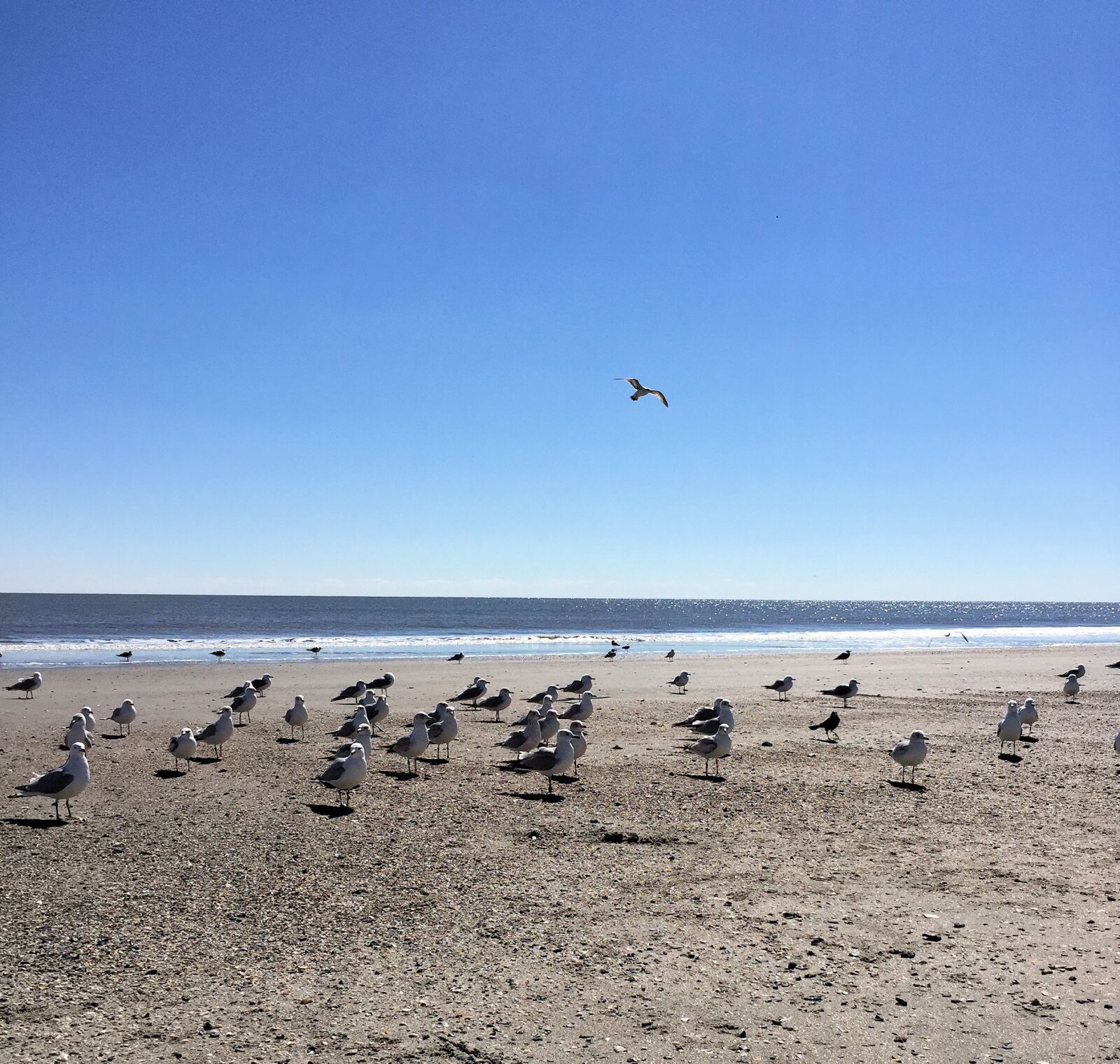 iPhone 6 Plus back camera 4.15mm f/2.2 sample photo. Ocean, seagulls, beach photography