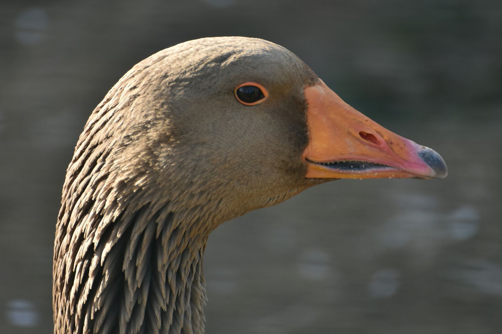 Nikon D3400 sample photo. Animal, duck, landscape photography