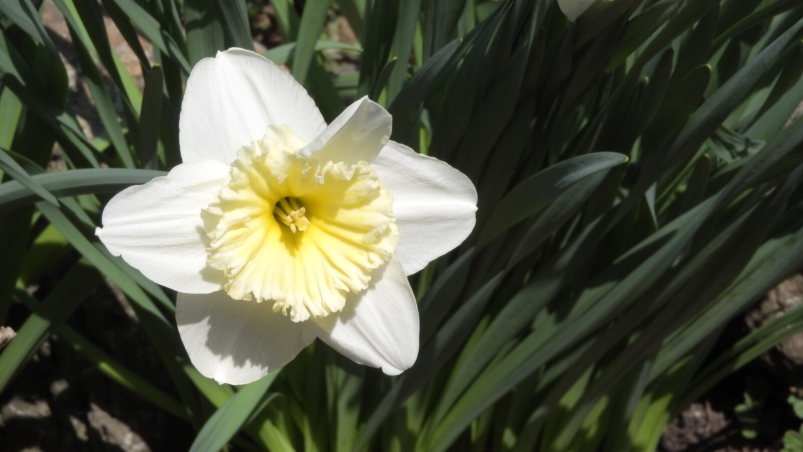 Nikon Coolpix P610 sample photo. Daffodil, spring flowers, easter photography