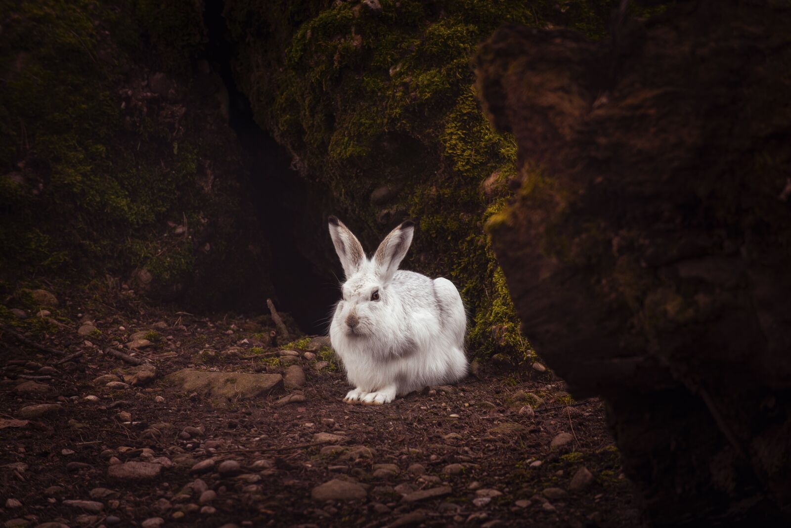 Nikon D800 sample photo. Hare, rabbits, nature photography