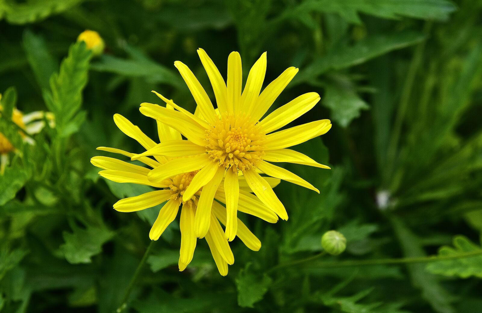 Nikon D7200 sample photo. Nature, plant, summer photography