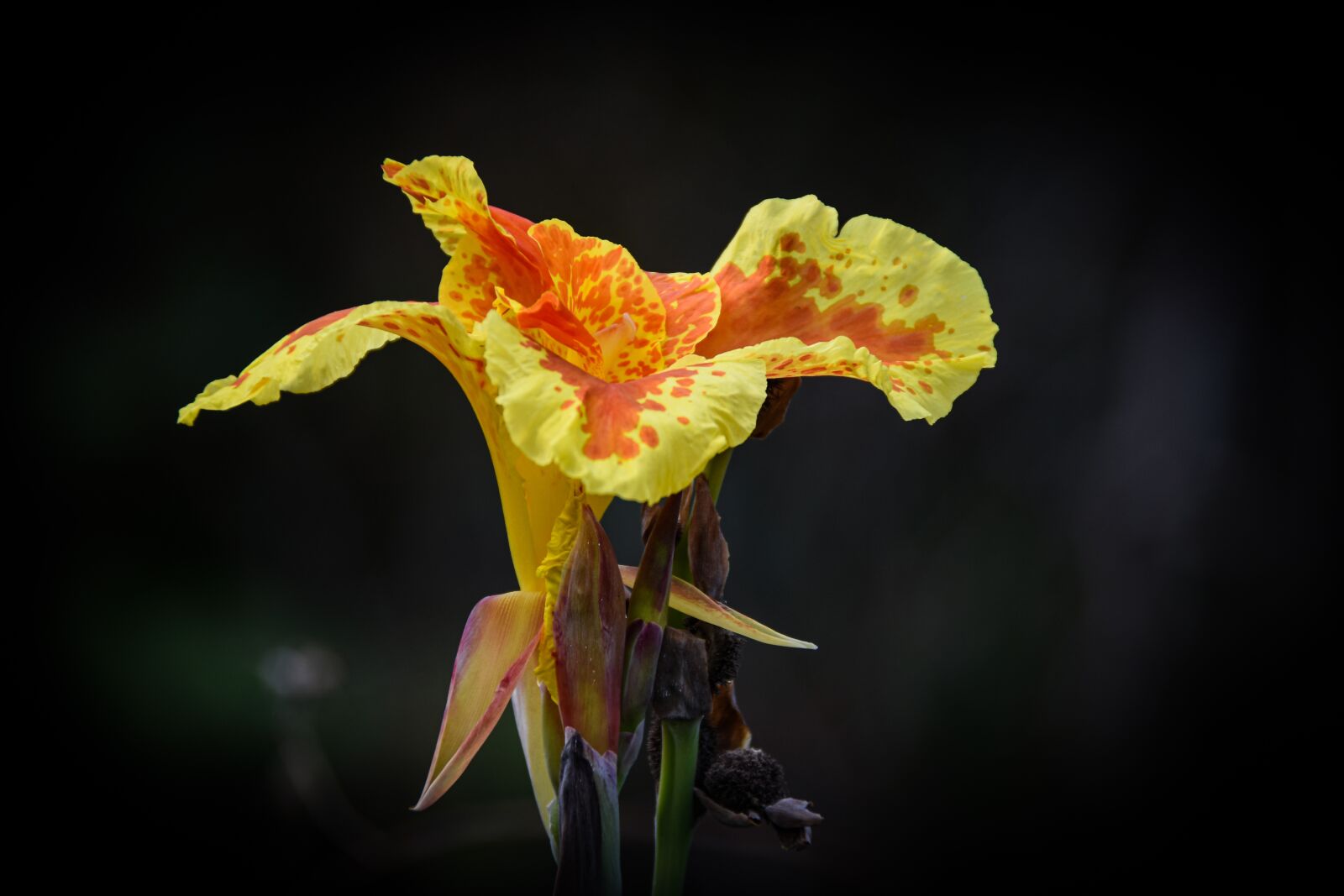 Nikon D7200 sample photo. Flower, bicolored flower, bicolored photography