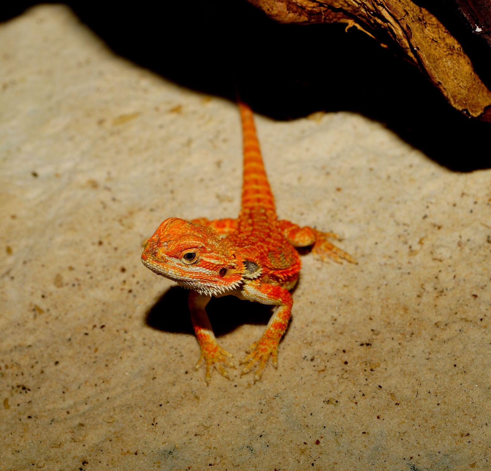 Sony a99 II + MACRO 50mm F2.8 sample photo. Lizard, bearded dragon, orange photography