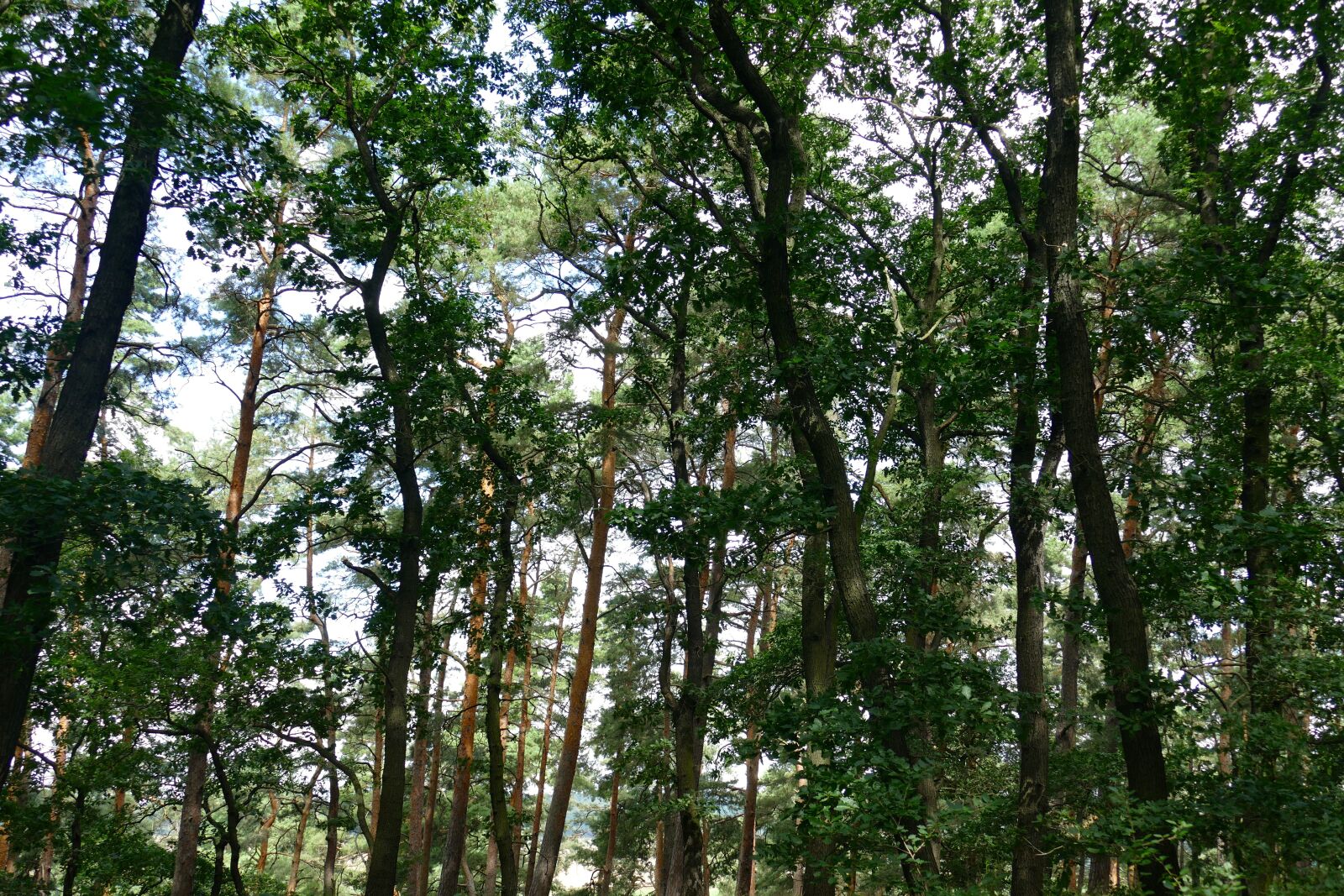 Panasonic Lumix DMC-FZ1000 sample photo. Nature, forest, romantic photography