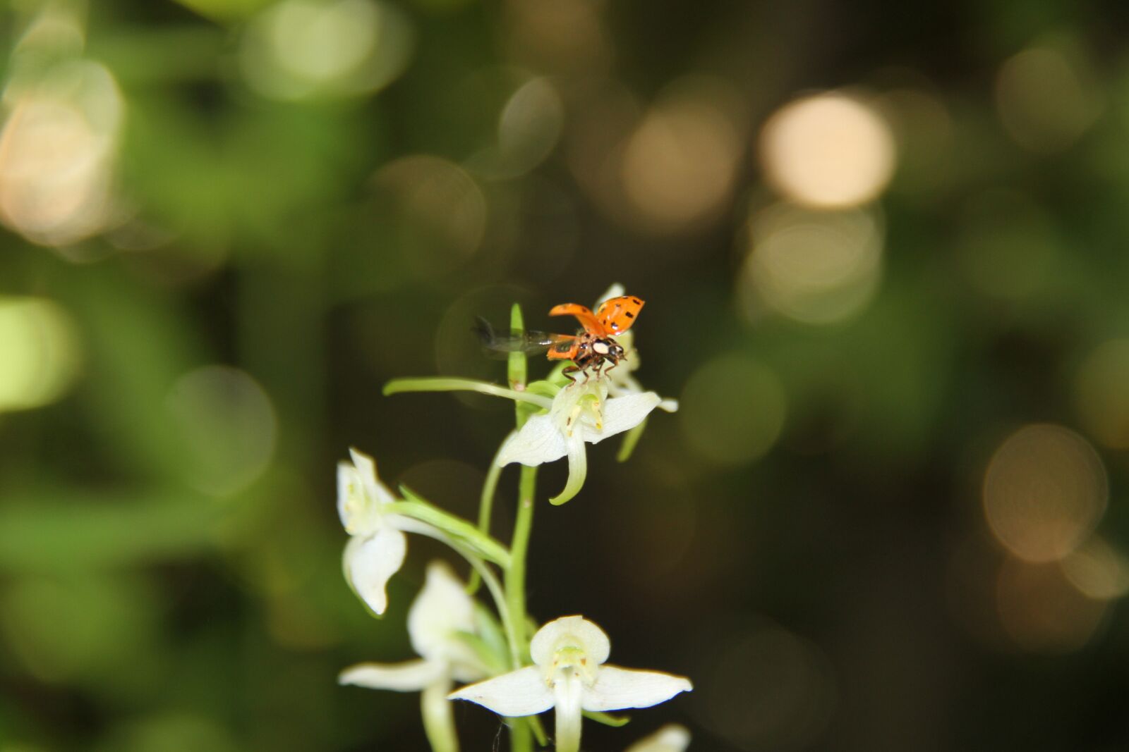 Canon EOS 7D + Canon EF-S 18-200mm F3.5-5.6 IS sample photo. Ladybug, plathantère, orchid photography