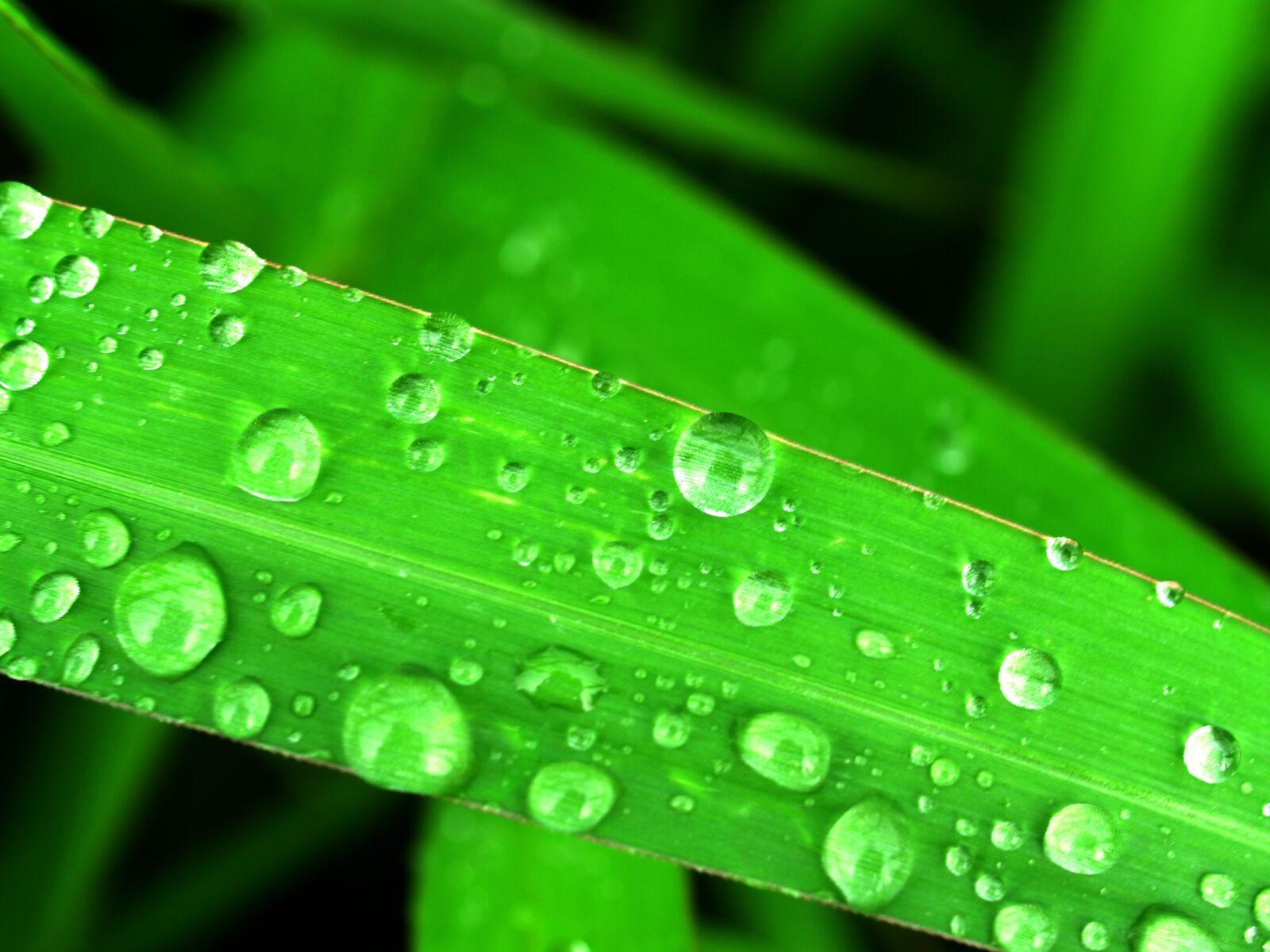 Olympus E-300 (EVOLT E-300) sample photo. Water, drops, leaf photography
