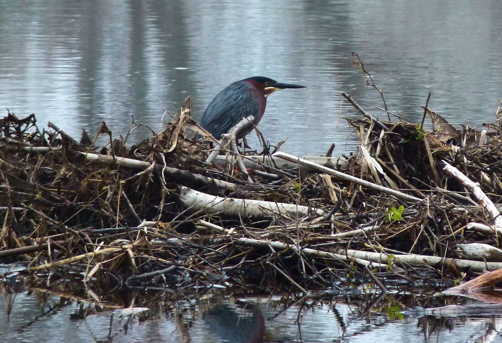 Panasonic Lumix DMC-FZ100 sample photo. Green heron, heron, green photography