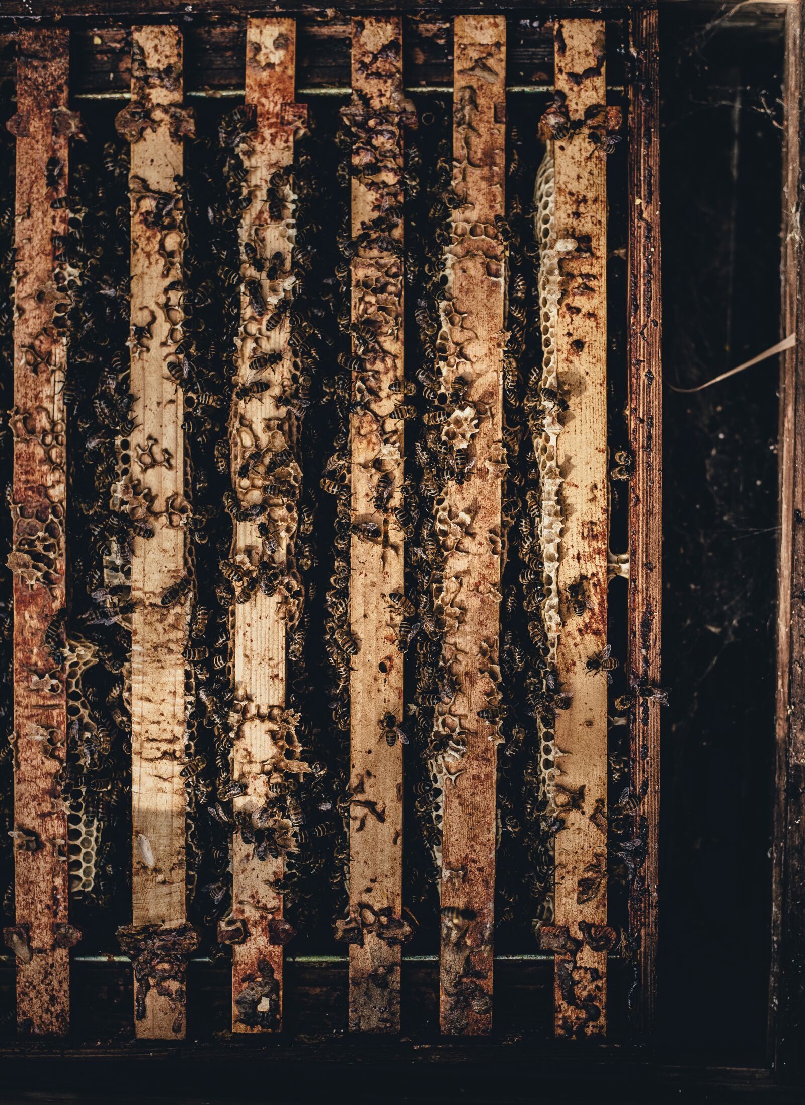 Nikon D4S sample photo. Beehive, bees, dark photography