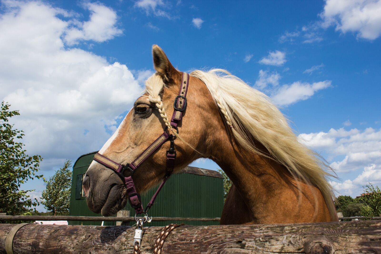 Canon EOS 600D (Rebel EOS T3i / EOS Kiss X5) sample photo. Horse, profile, animal photography
