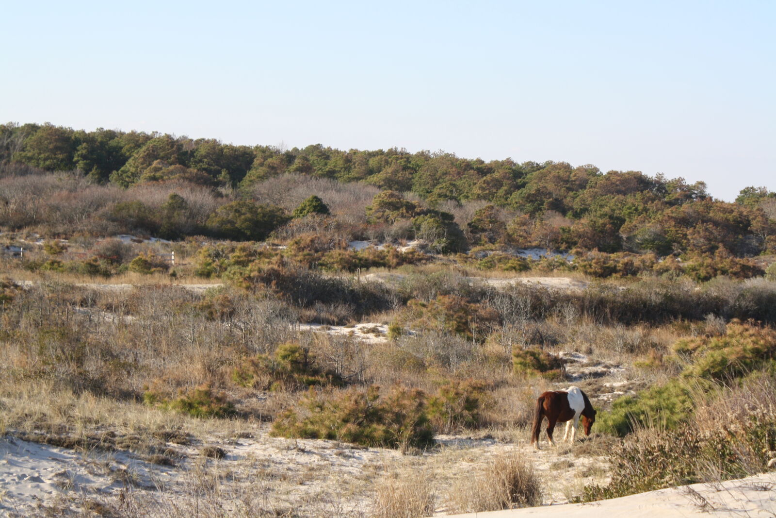 Canon EOS 1000D (EOS Digital Rebel XS / EOS Kiss F) sample photo. Assateague, island, horse photography
