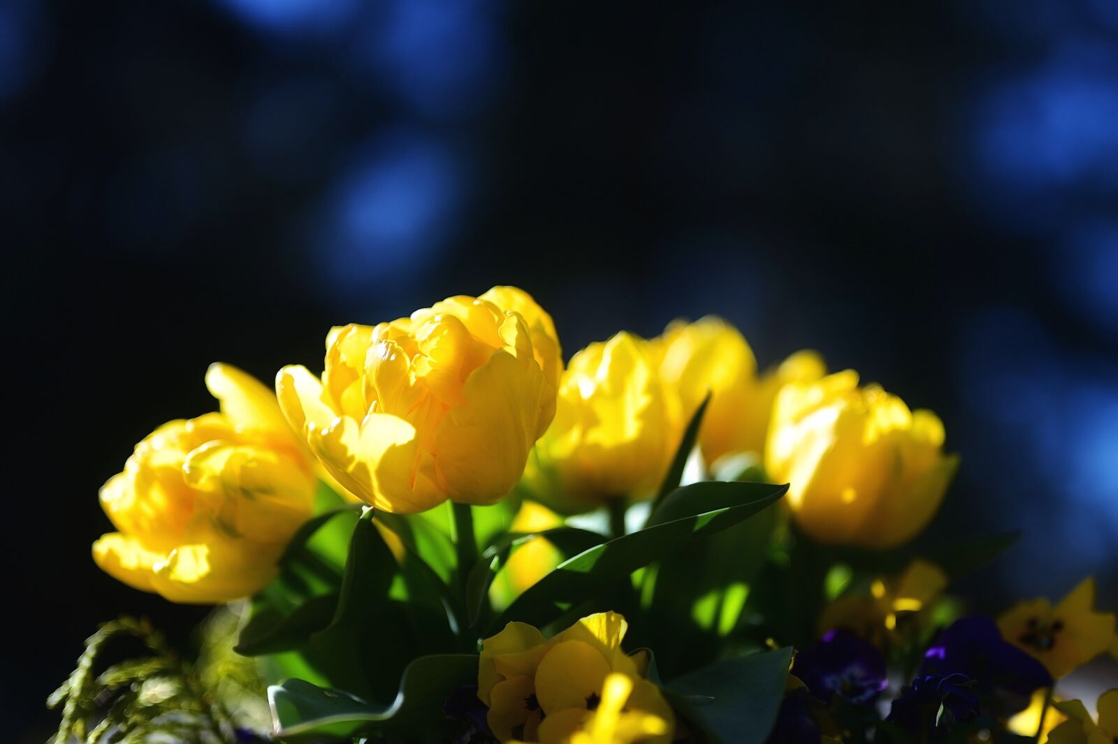 Nikon Nikkor Z 50mm F1.8 S sample photo. Tulips, bright, yellow photography