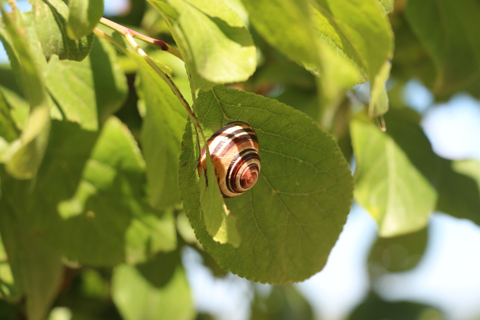 Canon EOS 700D (EOS Rebel T5i / EOS Kiss X7i) sample photo. Snail, nature, leaves photography