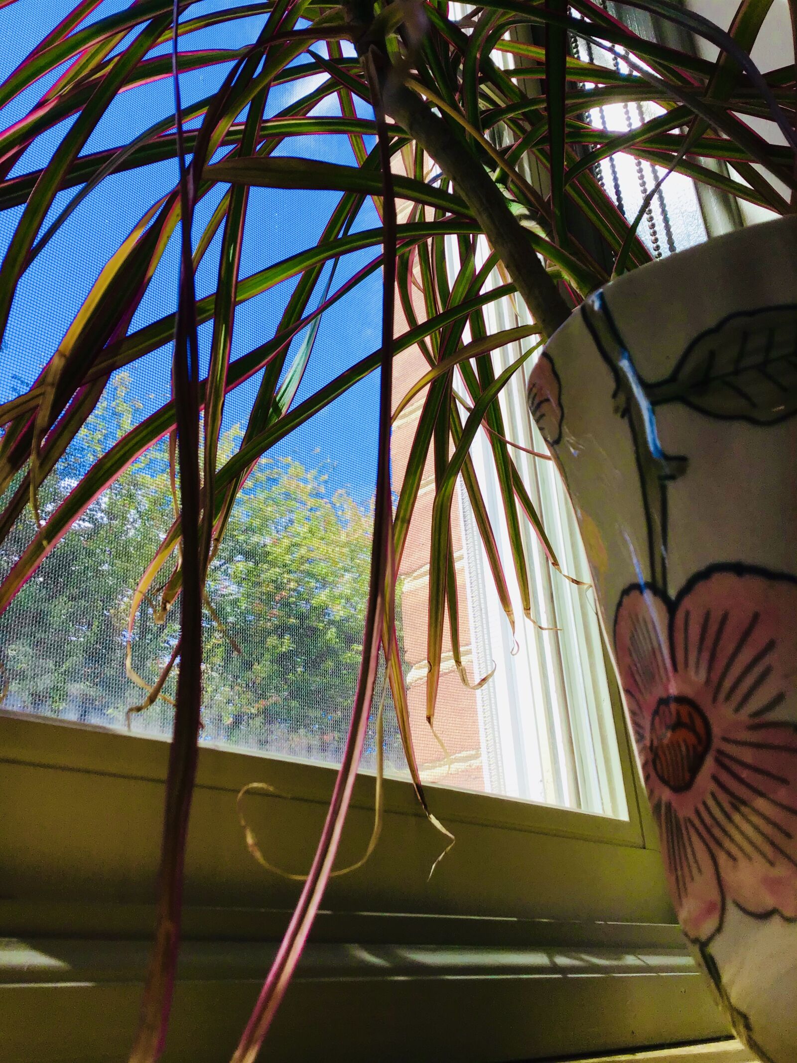 Apple iPad (7th generation) sample photo. Vase, plant, leaf photography