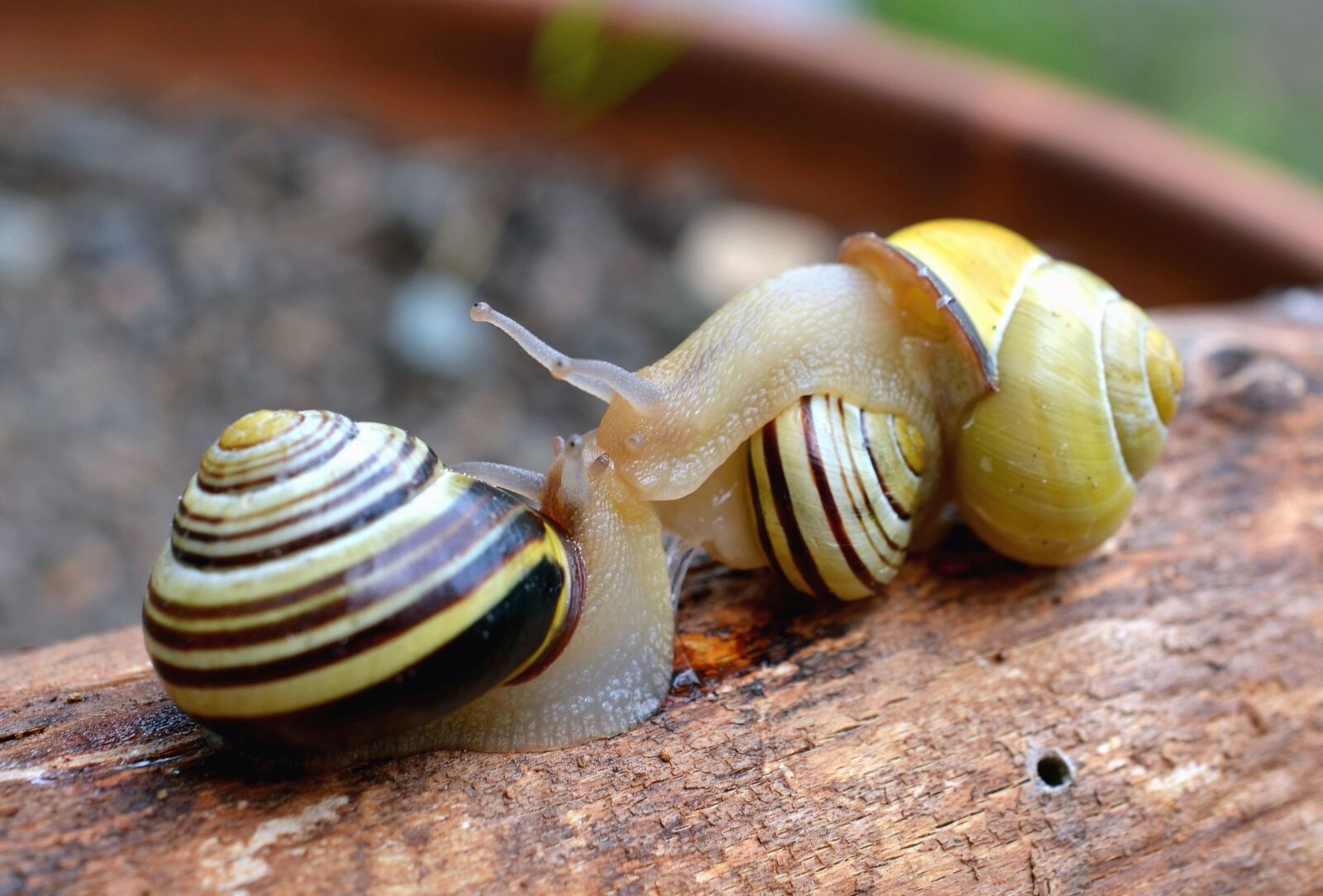 Nikon D5100 sample photo. Snail, shell, invertebrate, wood photography