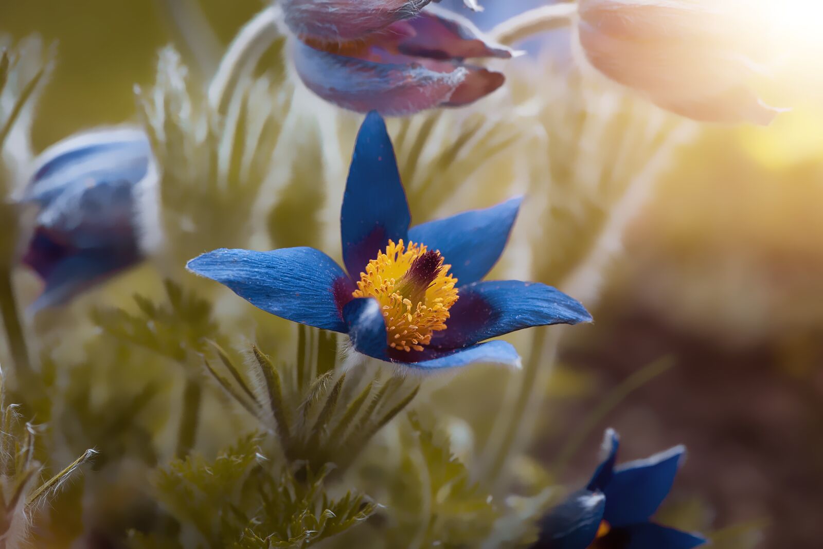 Nikon D750 sample photo. Anemone, blue, spring photography