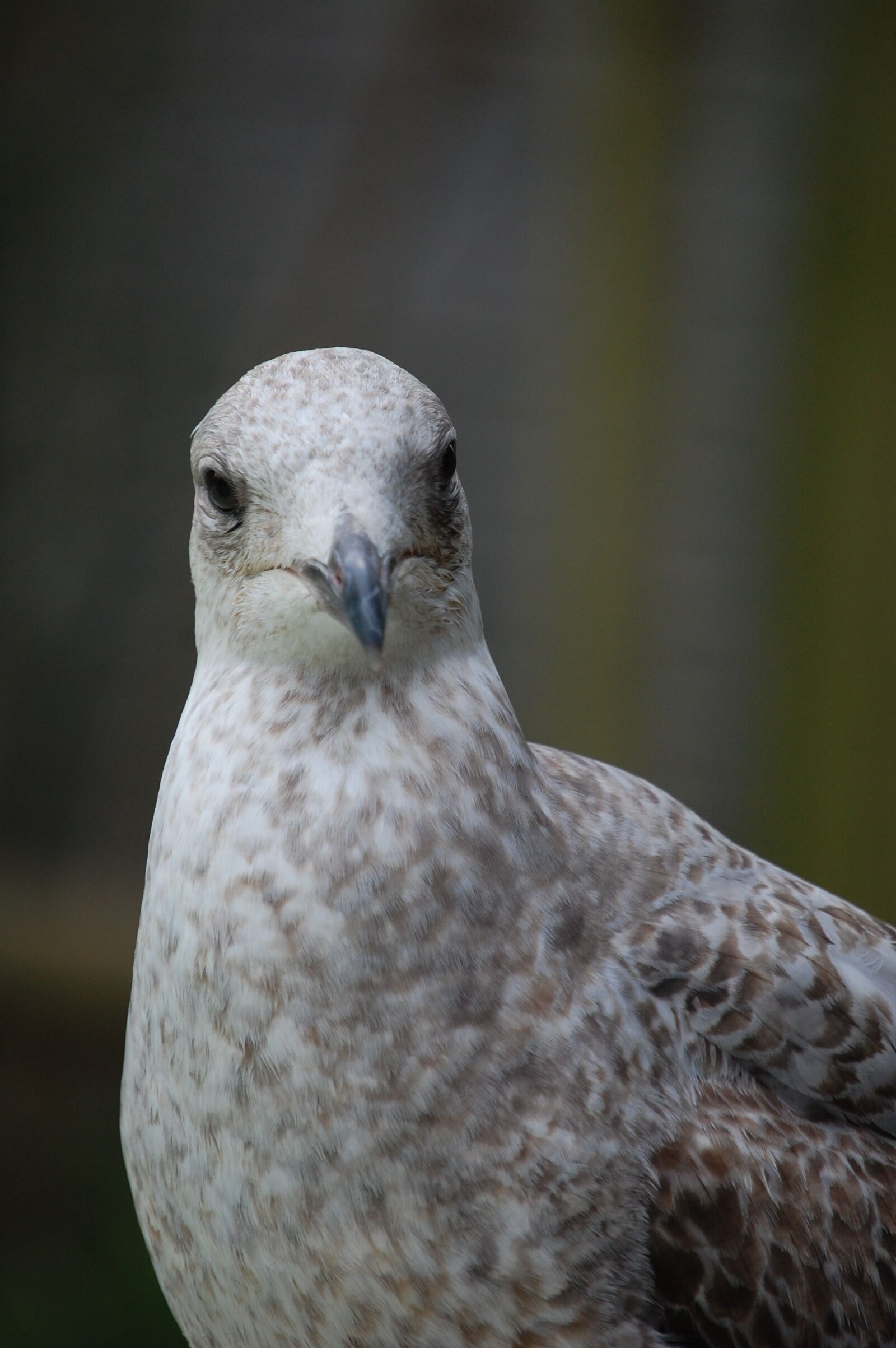 Nikon D40 sample photo. Bird, pigeon, nature photography