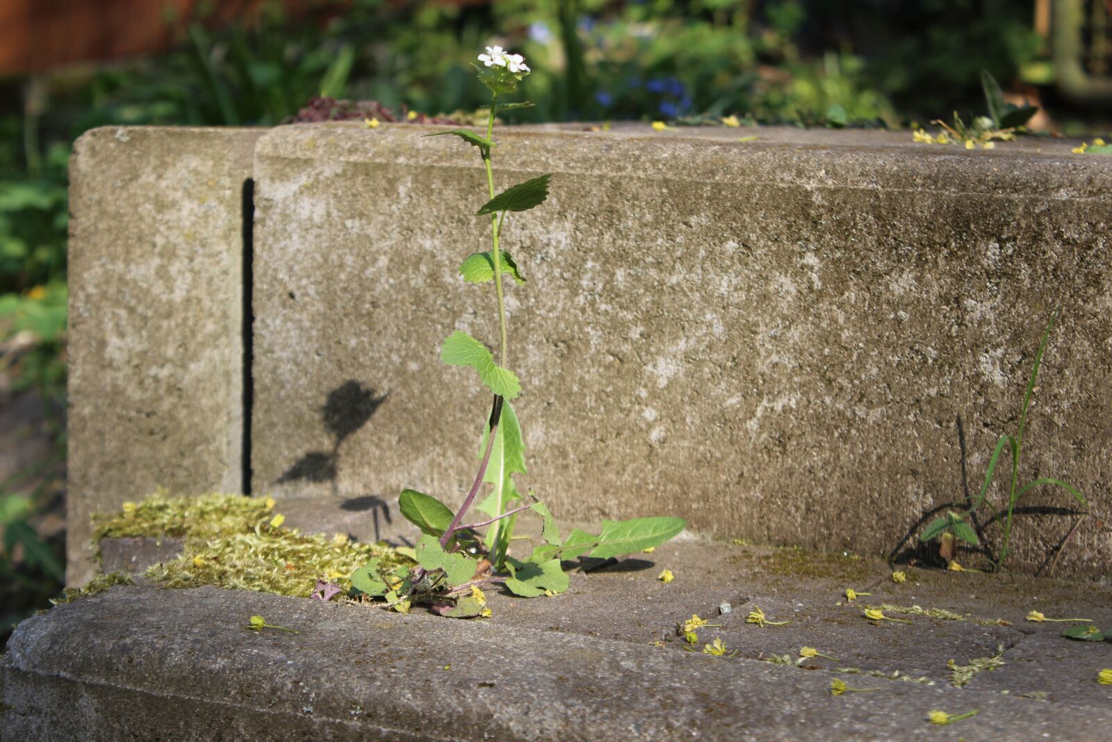 Canon EOS 600D (Rebel EOS T3i / EOS Kiss X5) sample photo. Level, plant, stone photography