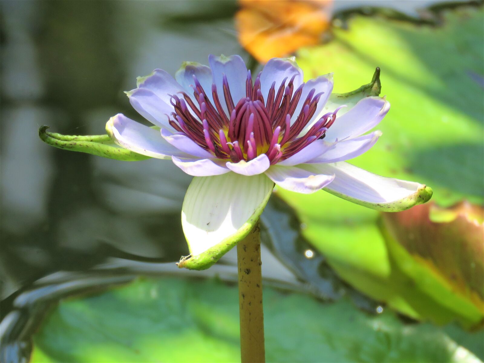 Canon PowerShot SX60 HS sample photo. Lotus, pond, flower photography