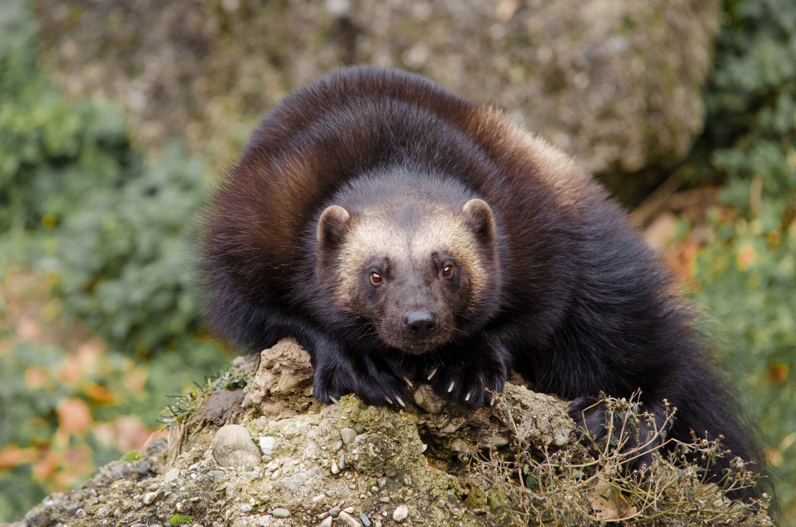 Nikon D5100 sample photo. Animal world, mammal, nature photography