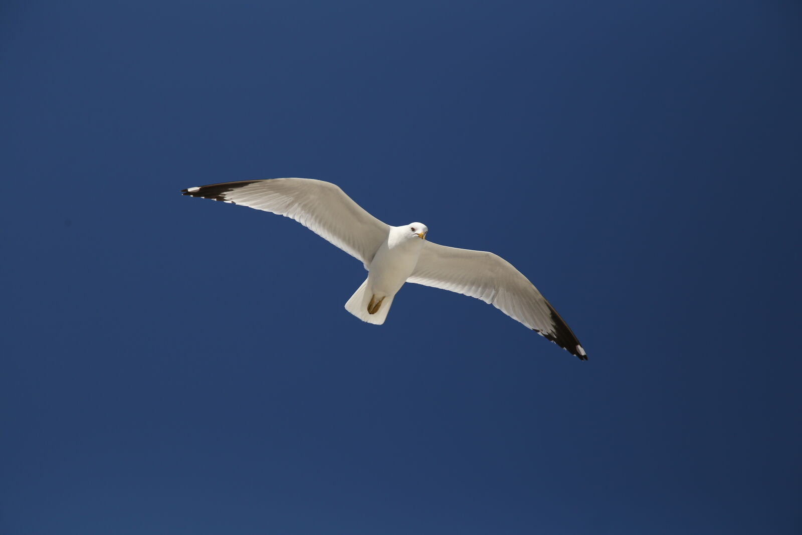 Canon EOS 6D sample photo. Bird, blue, flying, gull photography