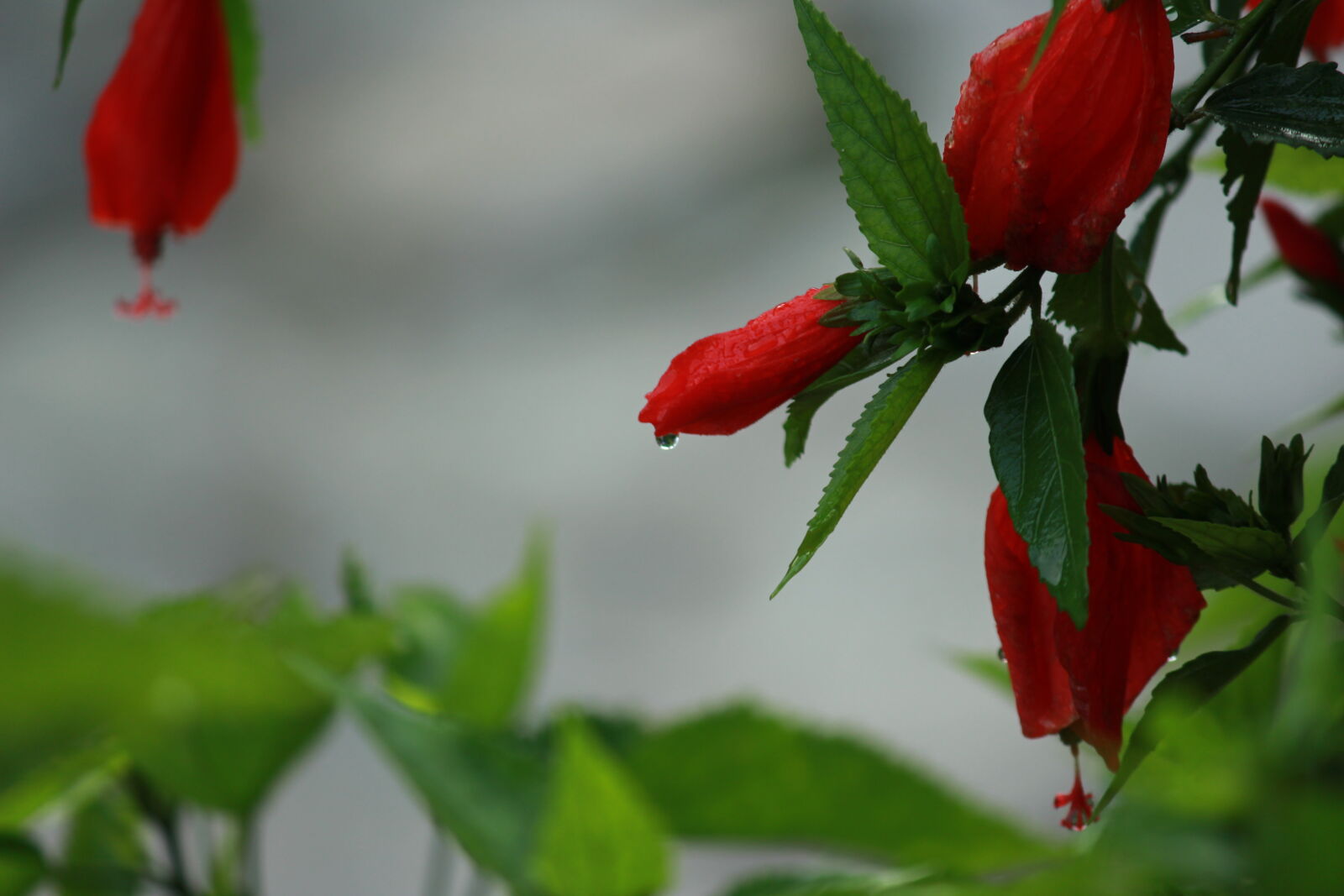 Canon EOS 700D (EOS Rebel T5i / EOS Kiss X7i) sample photo. Beautiful, flowers, flower, water photography