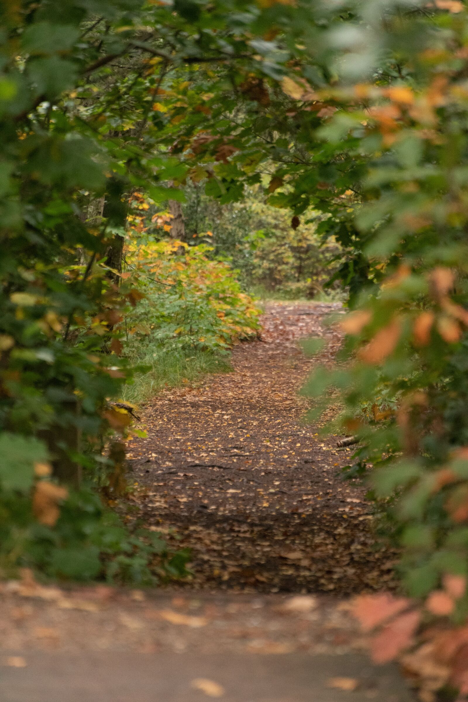 Nikon D750 sample photo. Autumn, forest, path photography