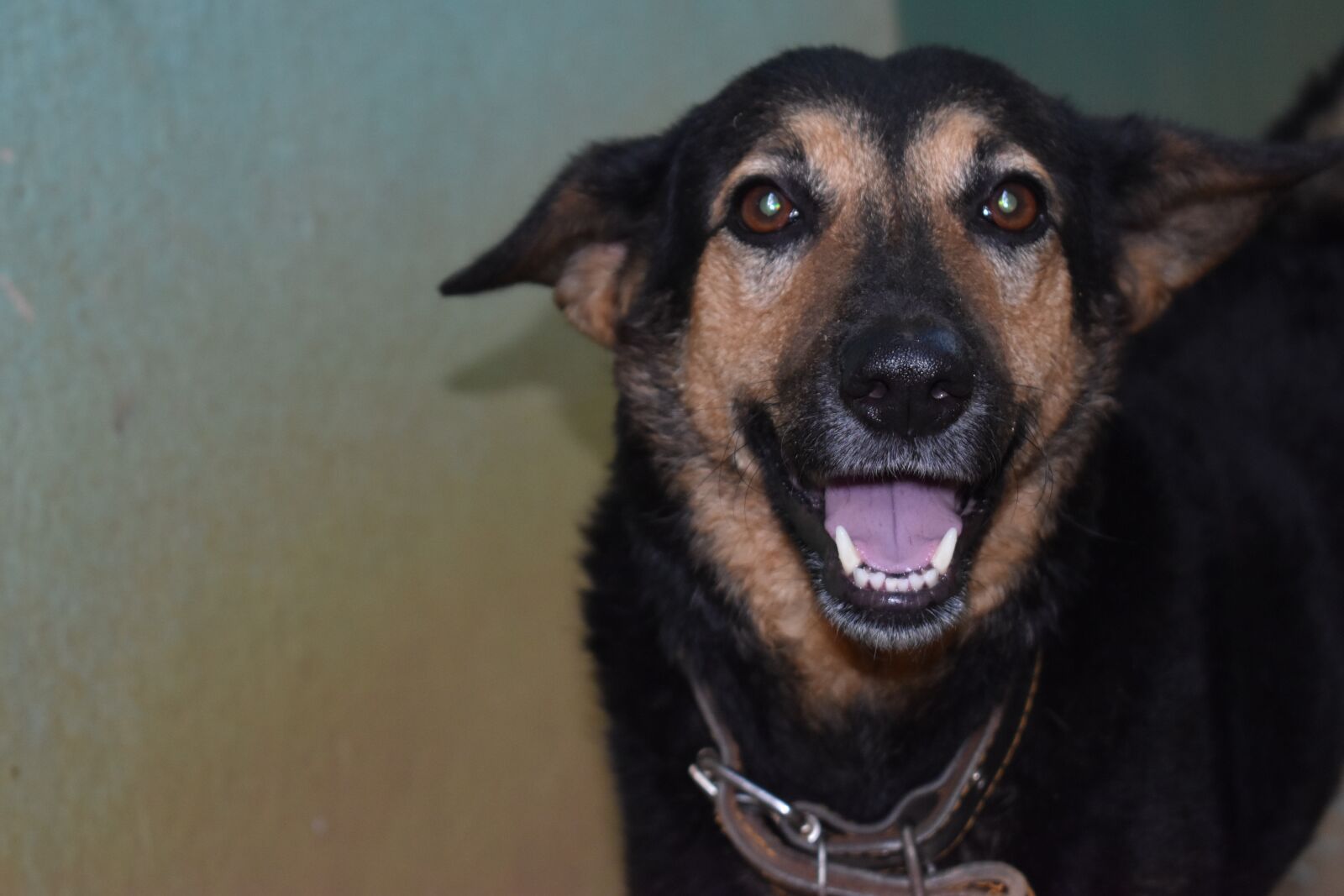 Nikon D3500 sample photo. Dog, cute, pet photography