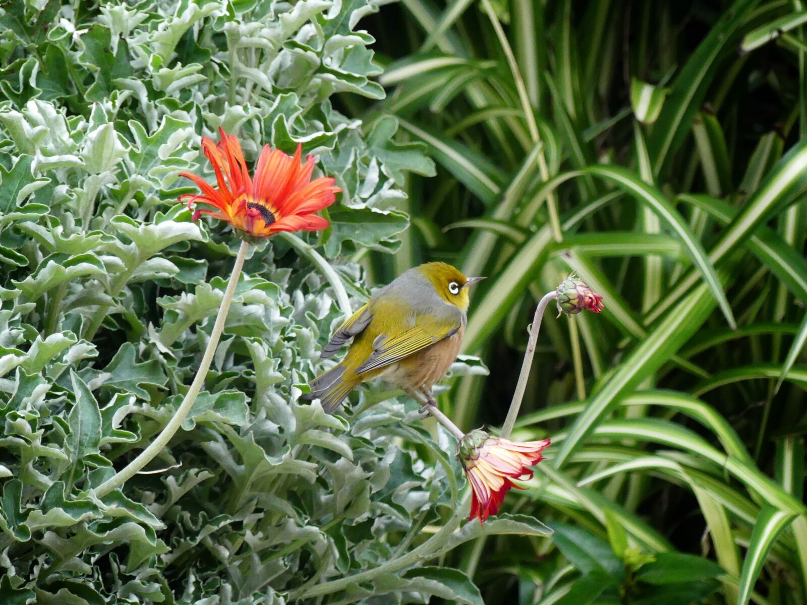 Panasonic Lumix DMC-FZ300 sample photo. Bird, new zealand, nature photography