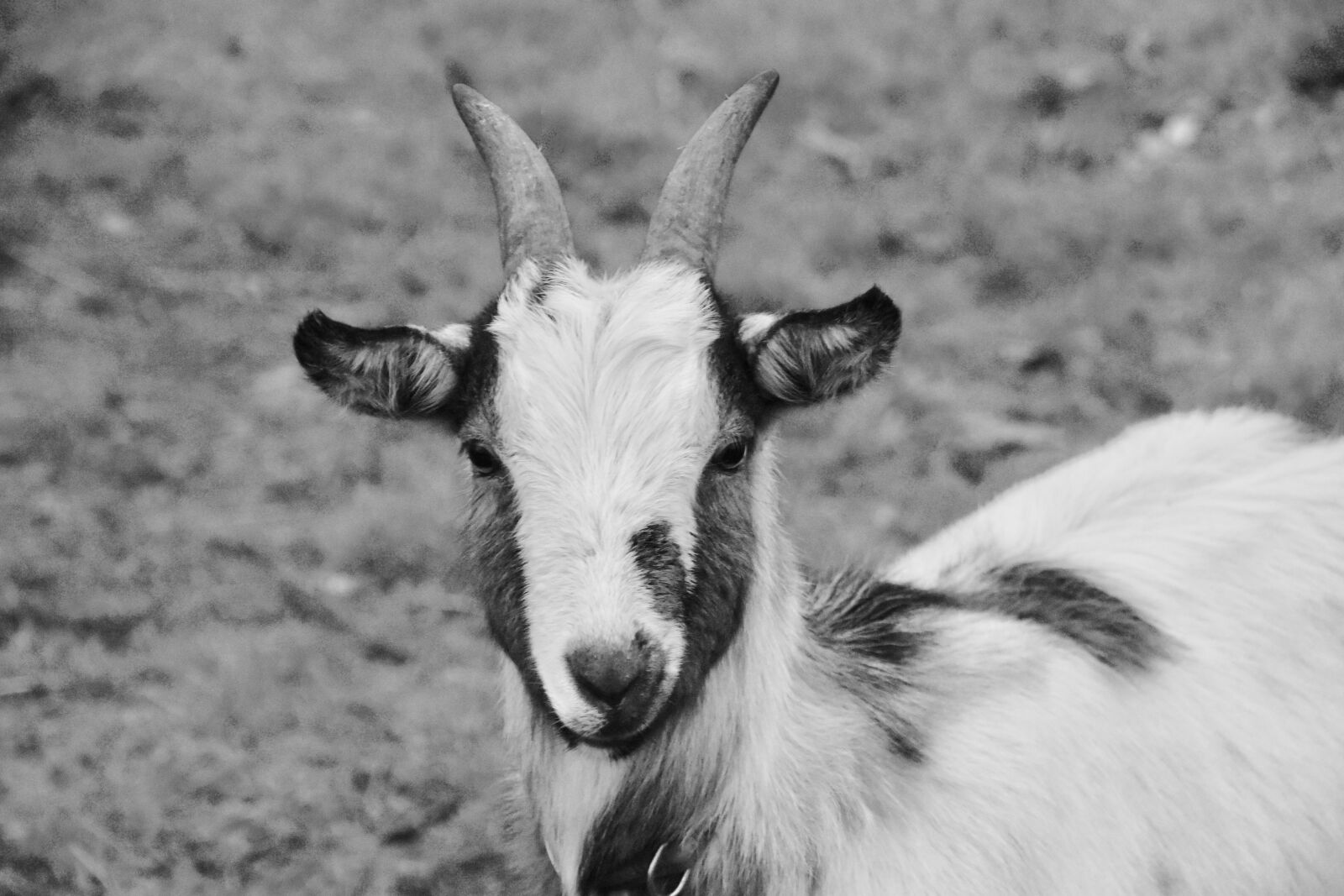 Nikon D5600 sample photo. Goat, black and white photography
